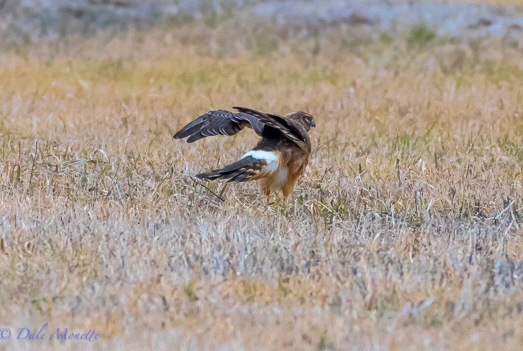 A good shake after a good preening session with a female harrier at Arcadia.