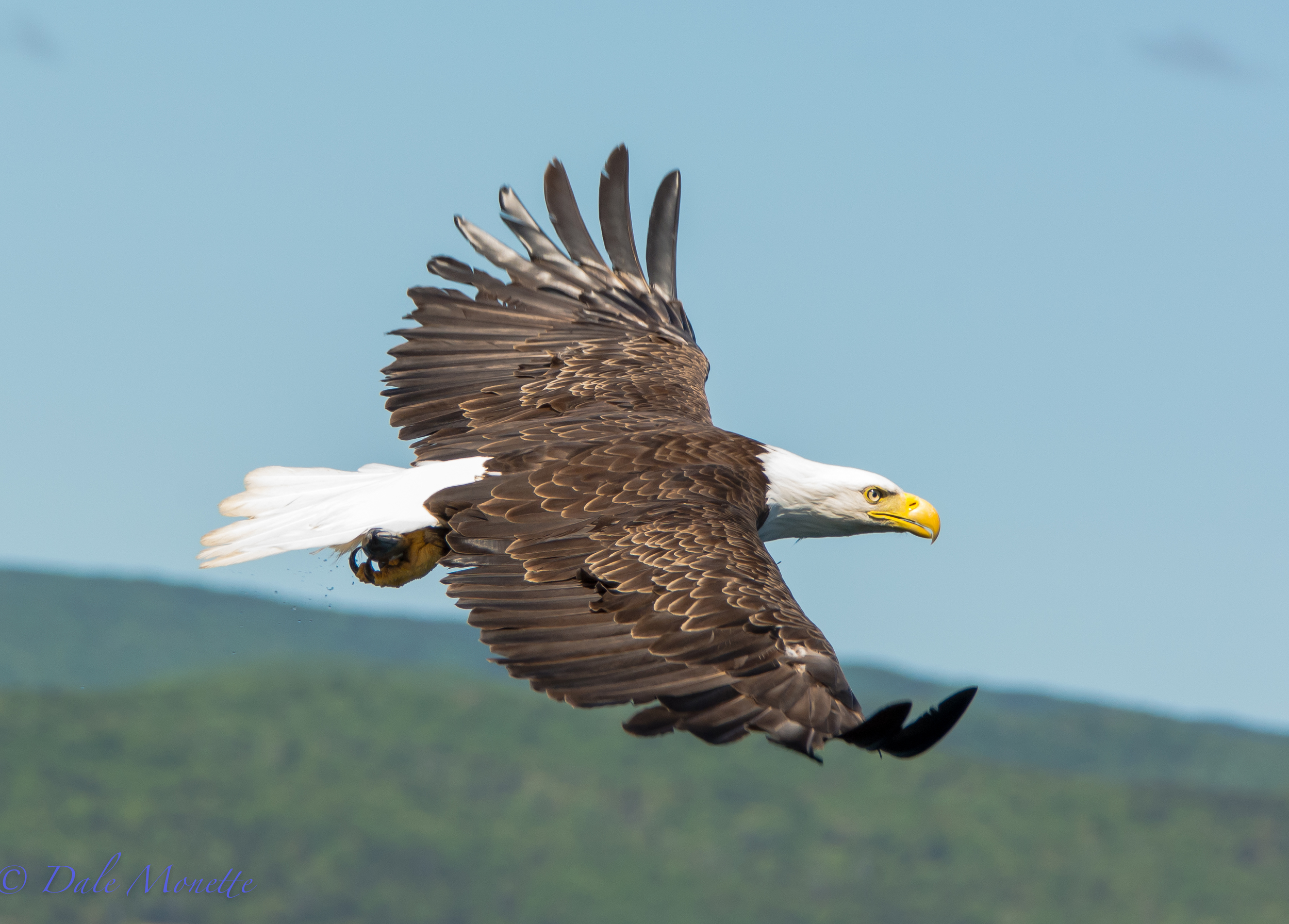  An adult bald eagle clutches a fish he just pulled out of Saint Anne's Bay on Cape Breton Island, Nova Scotia in June of 2015  