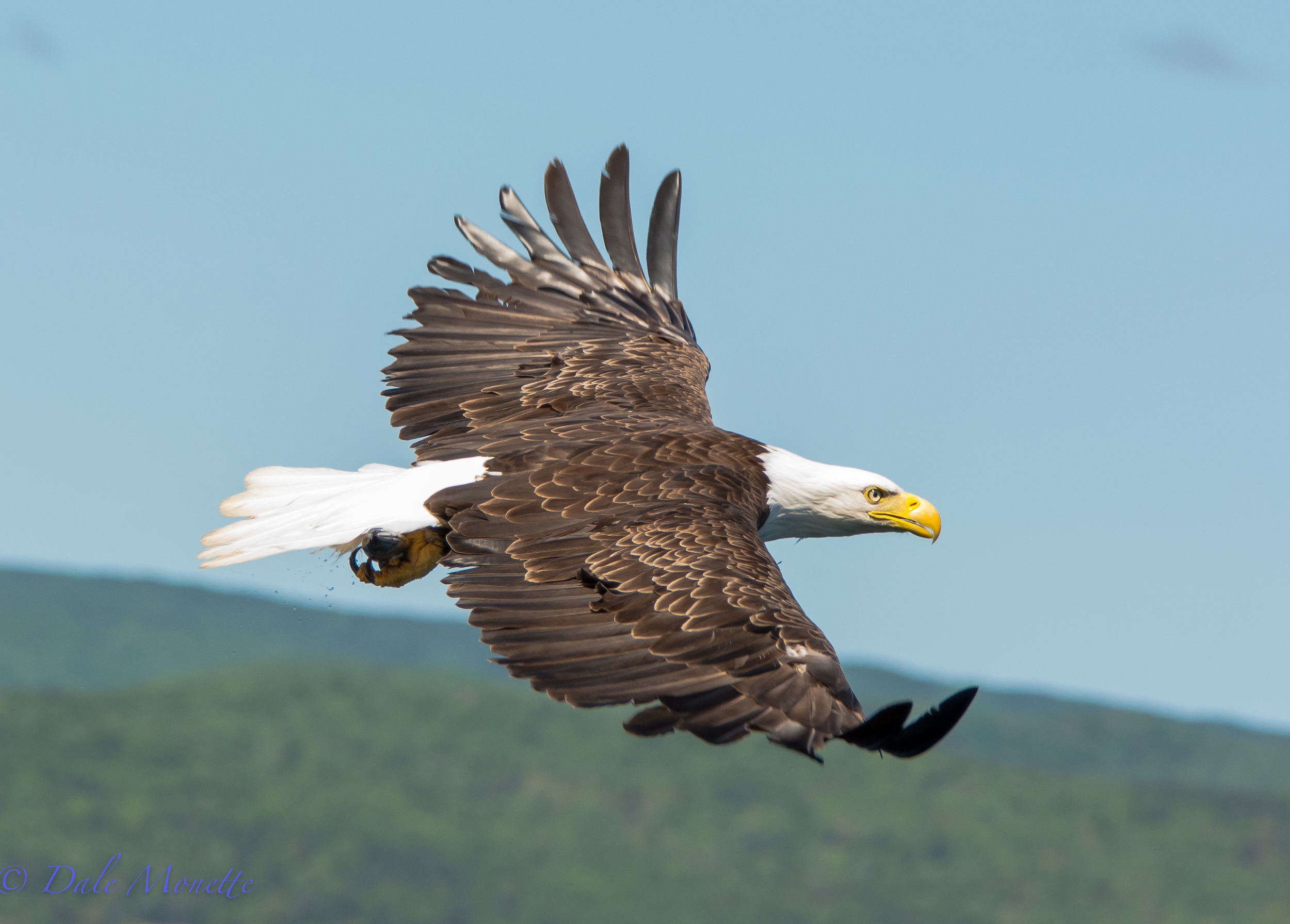An adult bald eagle clutches a fish he just pulled out of Saint Anne's Bay on Cape Breton Island, Nova Scotia in June of 2015