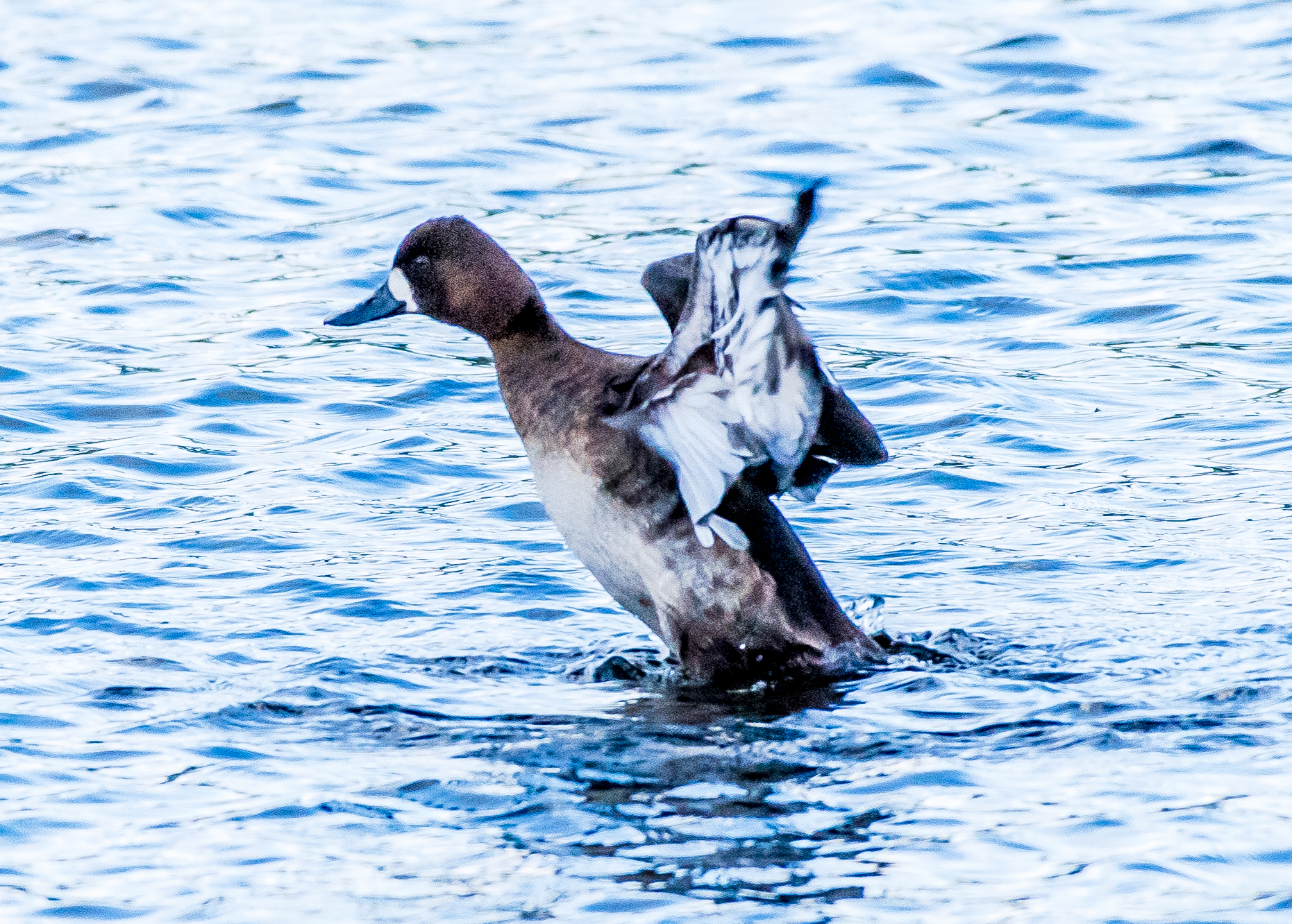 DSC_1704.jpg