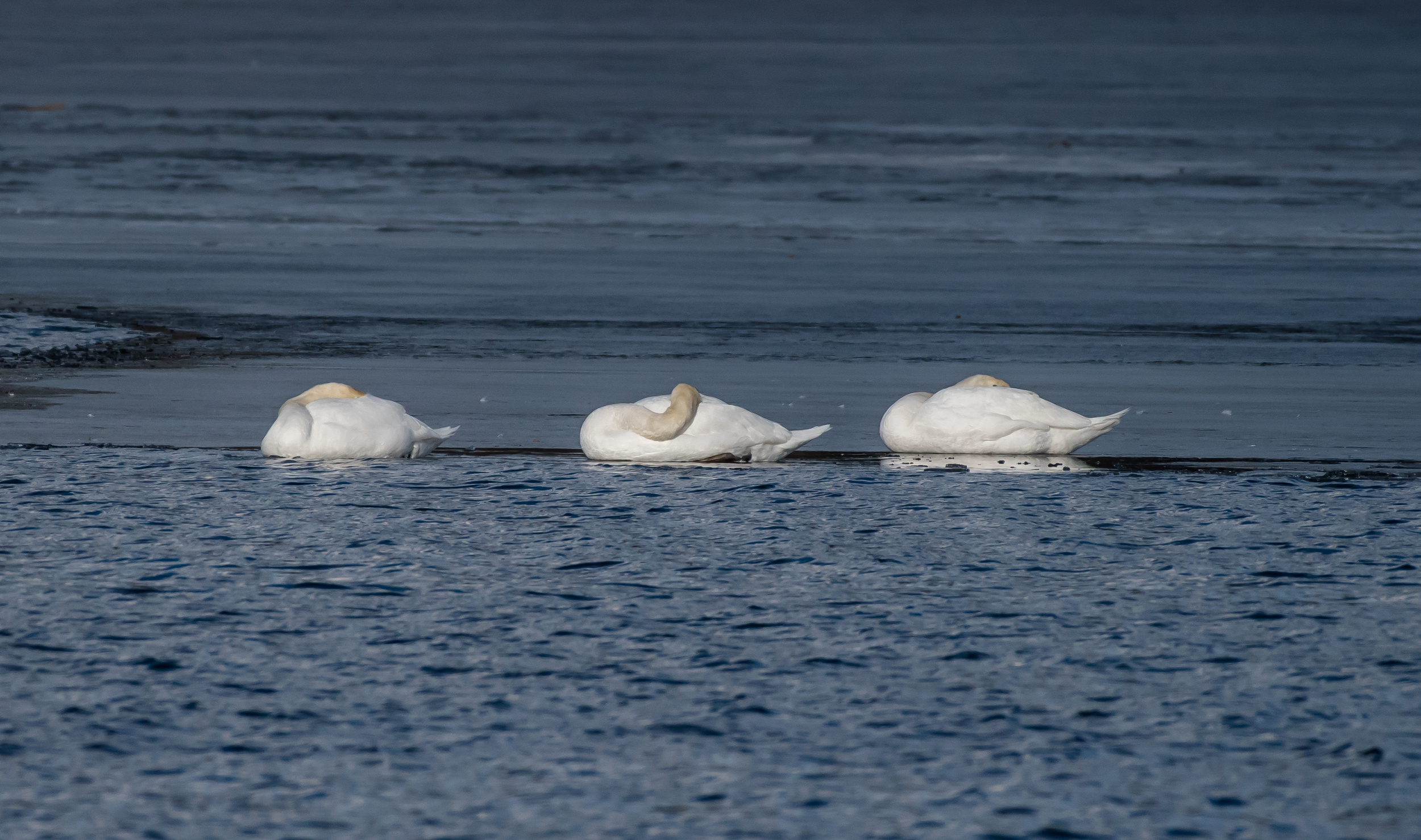 Three mute swans catching some sun and sleep on the CT. River today in Turners Falls.
