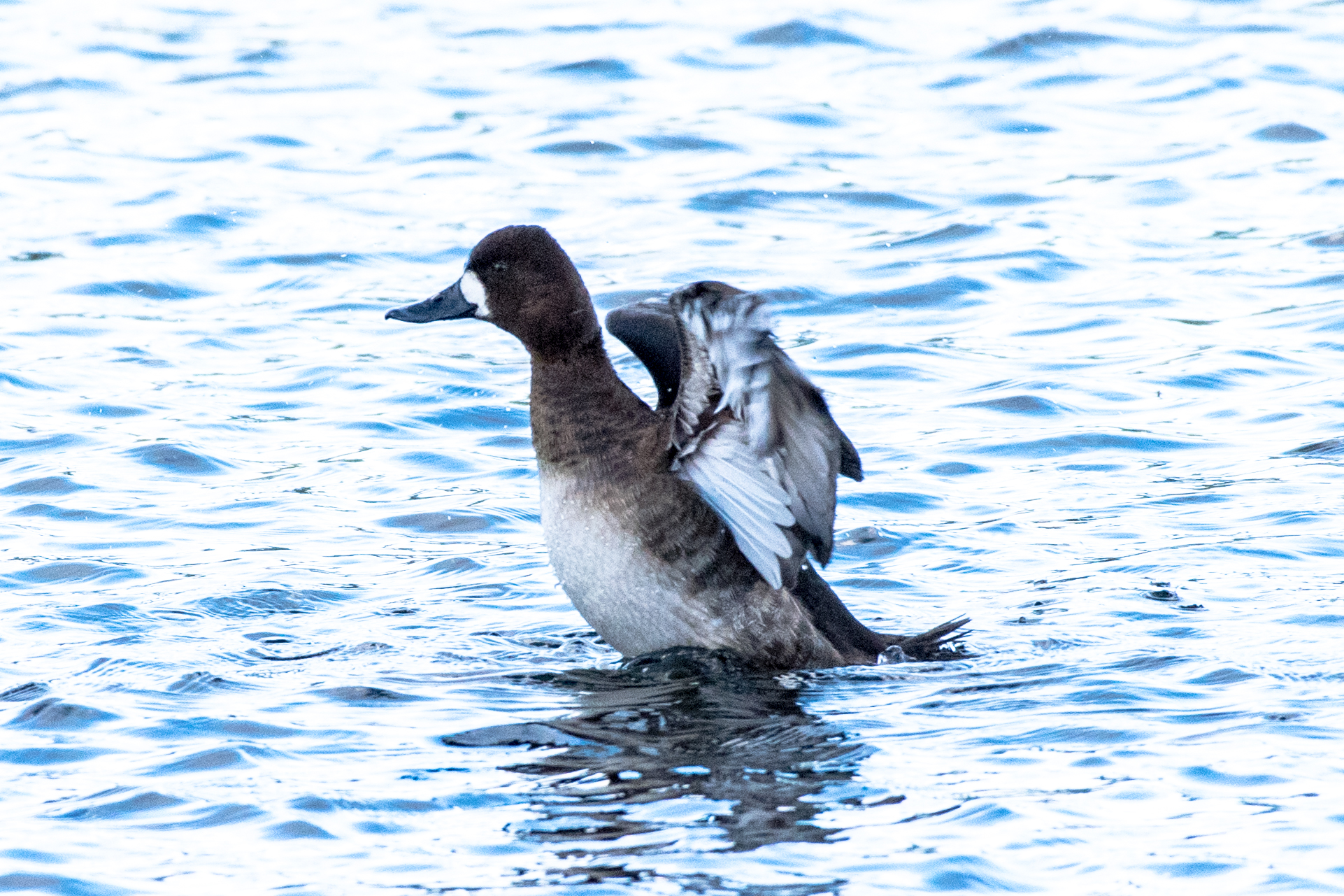   A lesser scaup duck was in with a big flock of mallard ducks and Canada geese today on the Connecticut River. &nbsp;I just happened to spot this little guy in the mob of geese.  