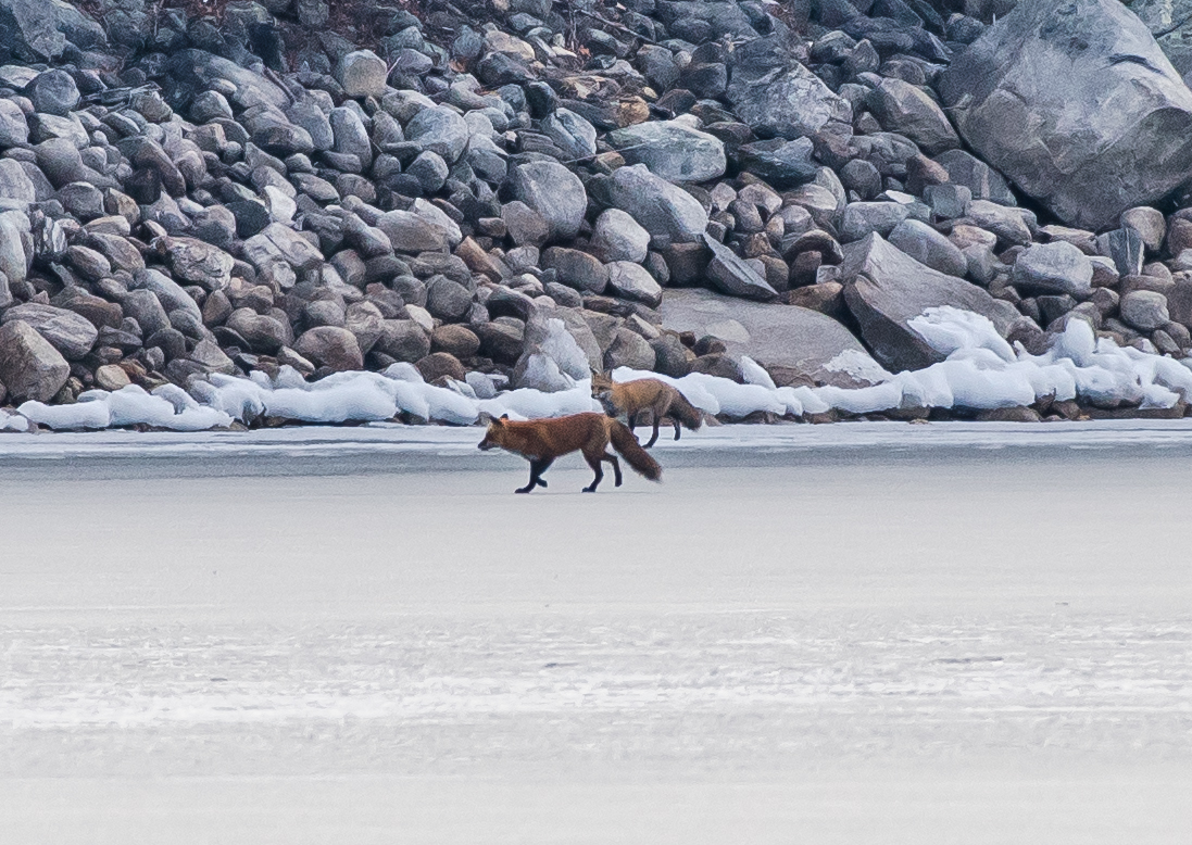   And the foxes again about to run off the ice and into the woods as they got closer to me. &nbsp;1.30/16  