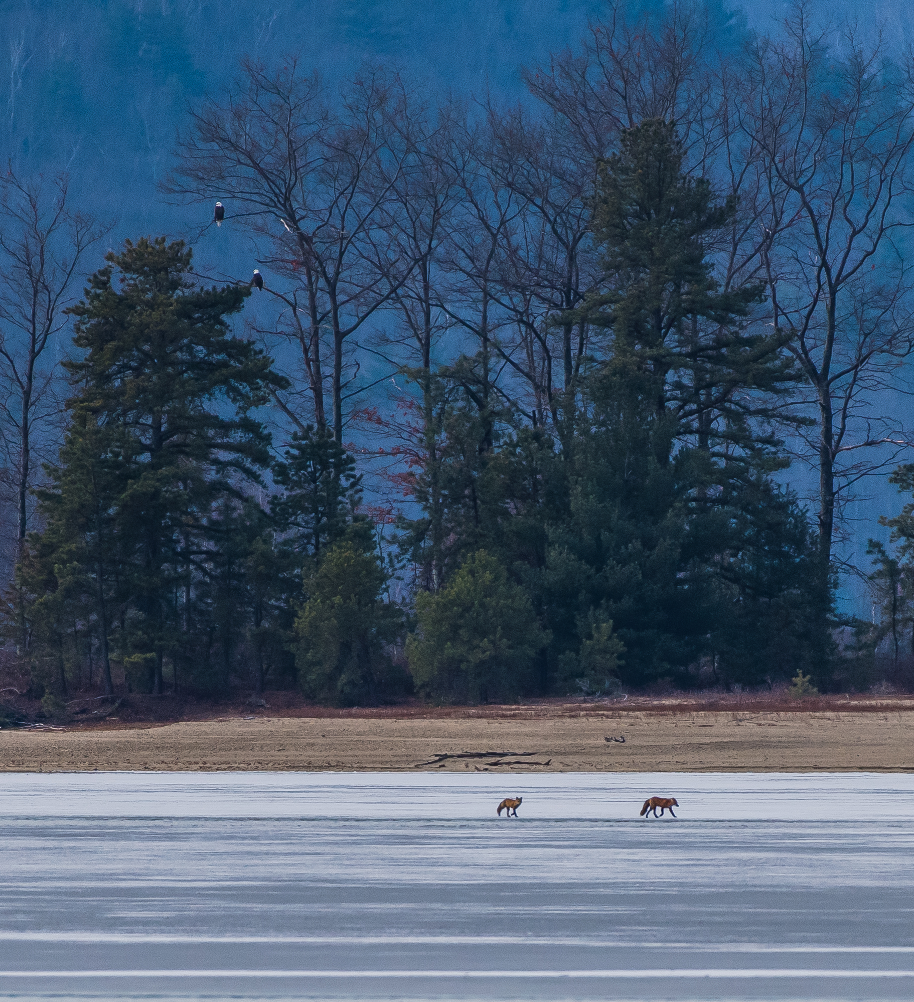   This morning I found these 2 red foxes traveling all over the ice on the northern Quabbin. &nbsp;Here they are running under a pair of bald eagles ! &nbsp;1/30/16  