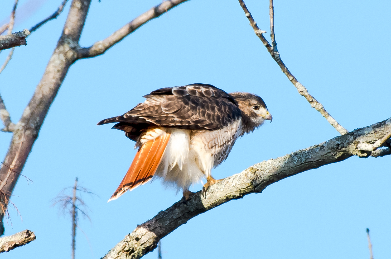   Once the preening was done it was after lunch ! &nbsp;Massachusetts Audubon's Arcadia Wildlife Sanctuary, Easthampton MA &nbsp;2/2/16  