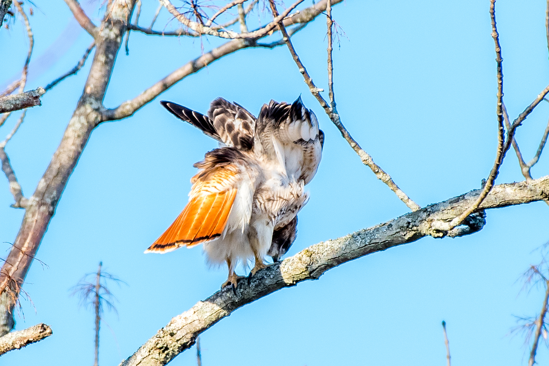   This great looking red tailed hawk was sitting in the sun this morning and preening away. &nbsp;When they finish they give a big shake to realign their feathers they have just preened &nbsp;2/2/16  