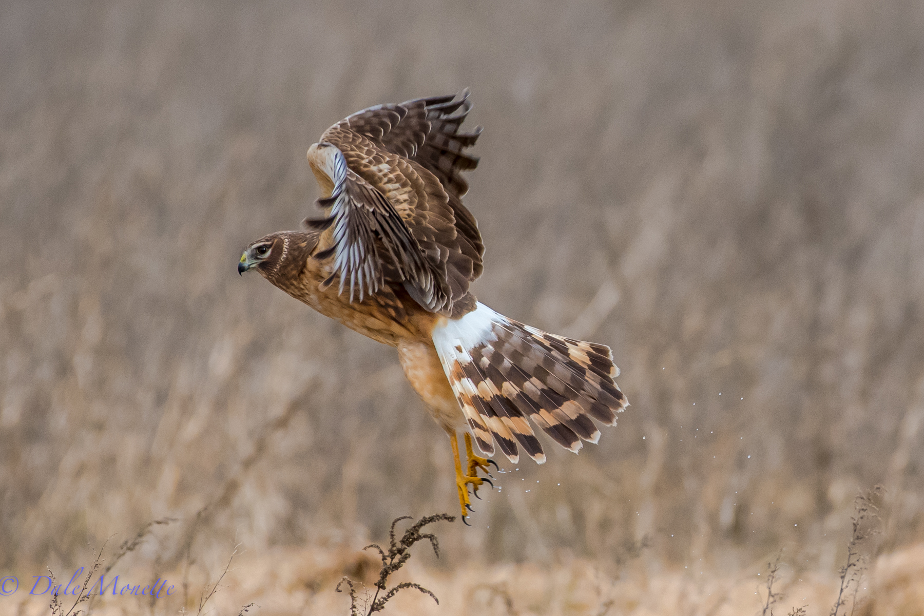   I cant get enough of these beautiful hawks. &nbsp;A female northern harrier at Arcadia today lifts off from a small wet area she was sitting in. &nbsp;She landed 35 yards away and stayed there for a few seconds while I had her in my sights focused 