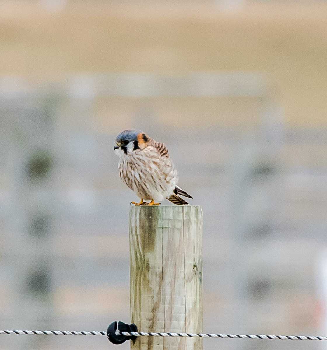 Kestrel (sparrow hawk)