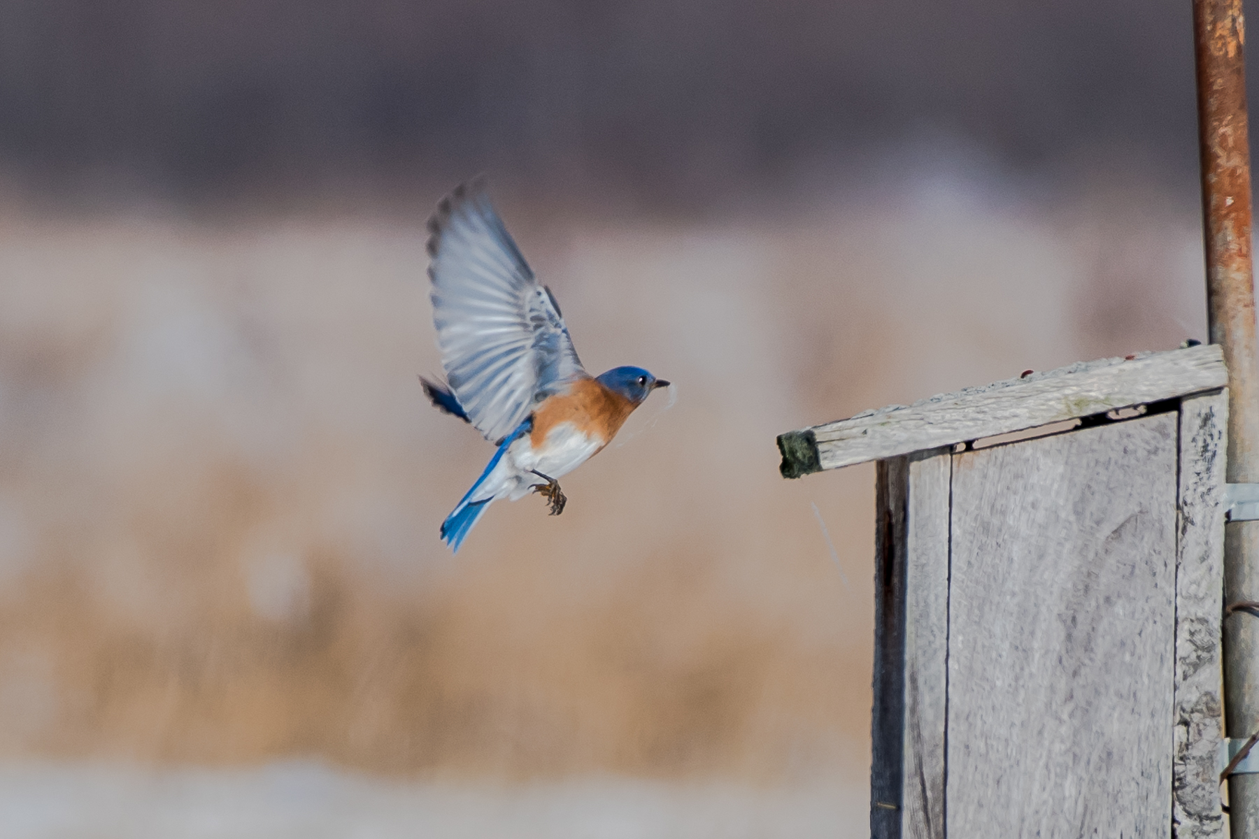 The bluebirds were very active today at Massachusetts Audubon Bird Sanctuary in Easthampton. here is a male already carrying nesting material to a box....... 2/7/16
