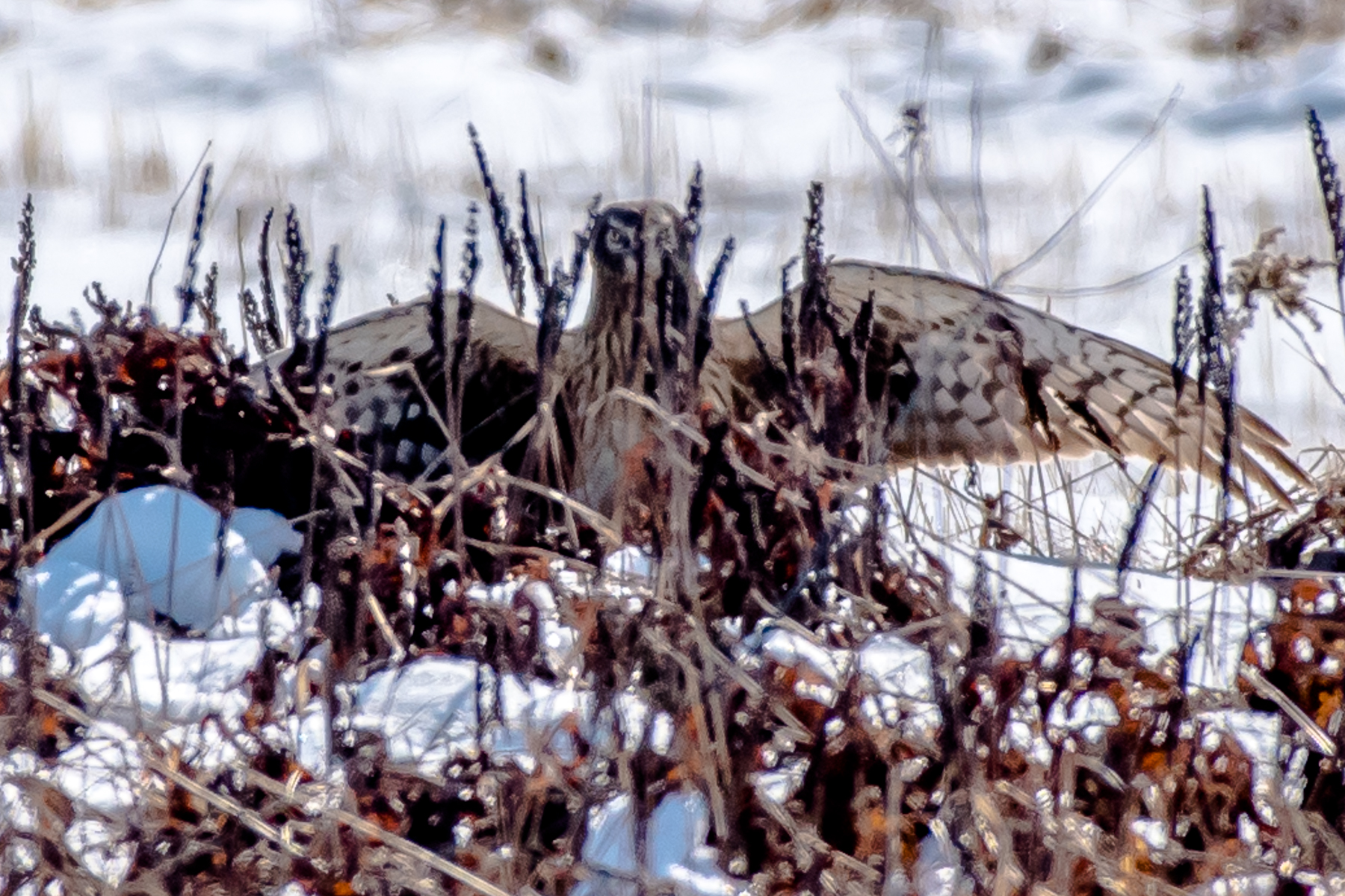   A female harrier peeks at me after deciding she may have landed next to a UFO ! .... ME......... Arcadia Bird Sanctuary, Easthampton MA. &nbsp;2/7/16  