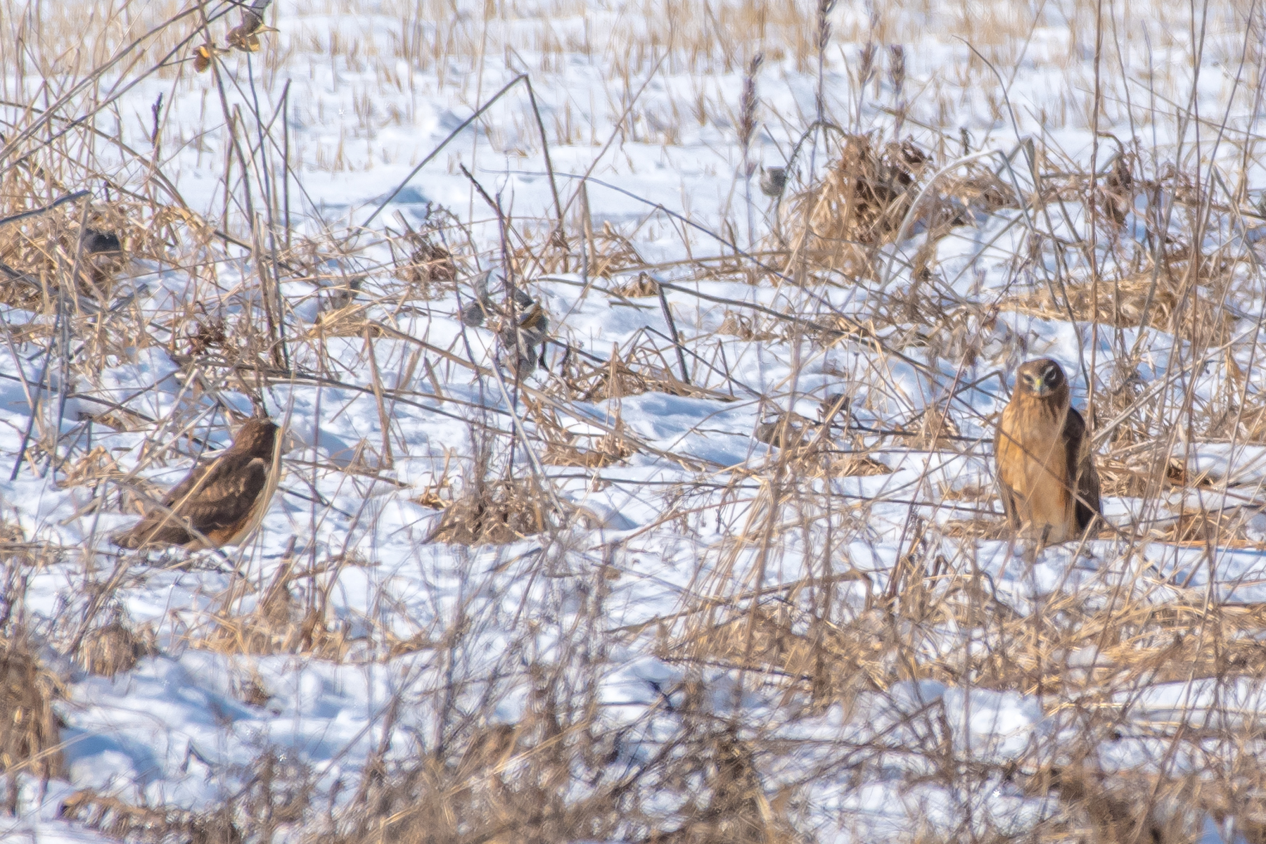   These two were watching for a mouse or vole to pop out of the grass. &nbsp;They reminded me of a couple of cats. &nbsp;  