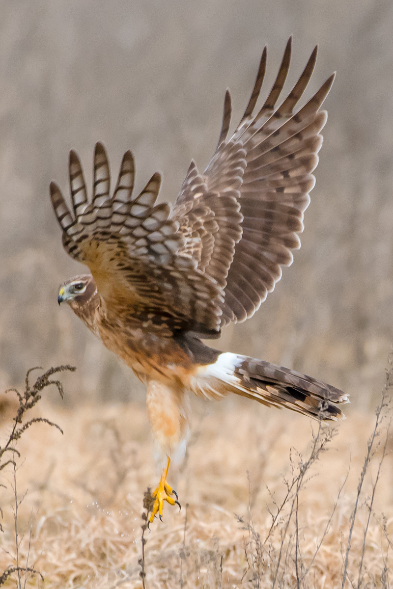 Lift off ! 