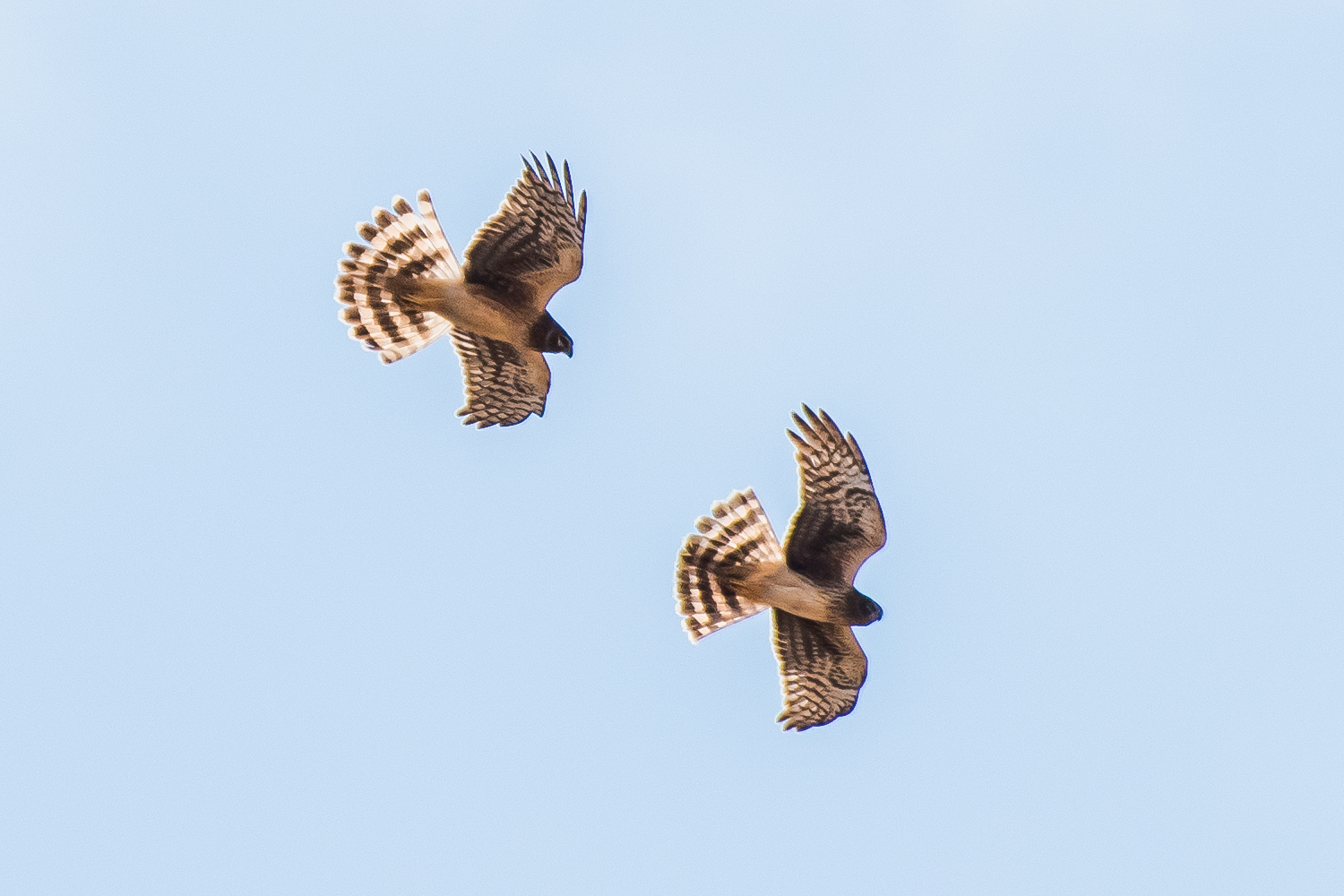 Every once in a while they will start chasing each other on fly as high as to be almost out of sight, then come straight back down close together. It looks like fun !