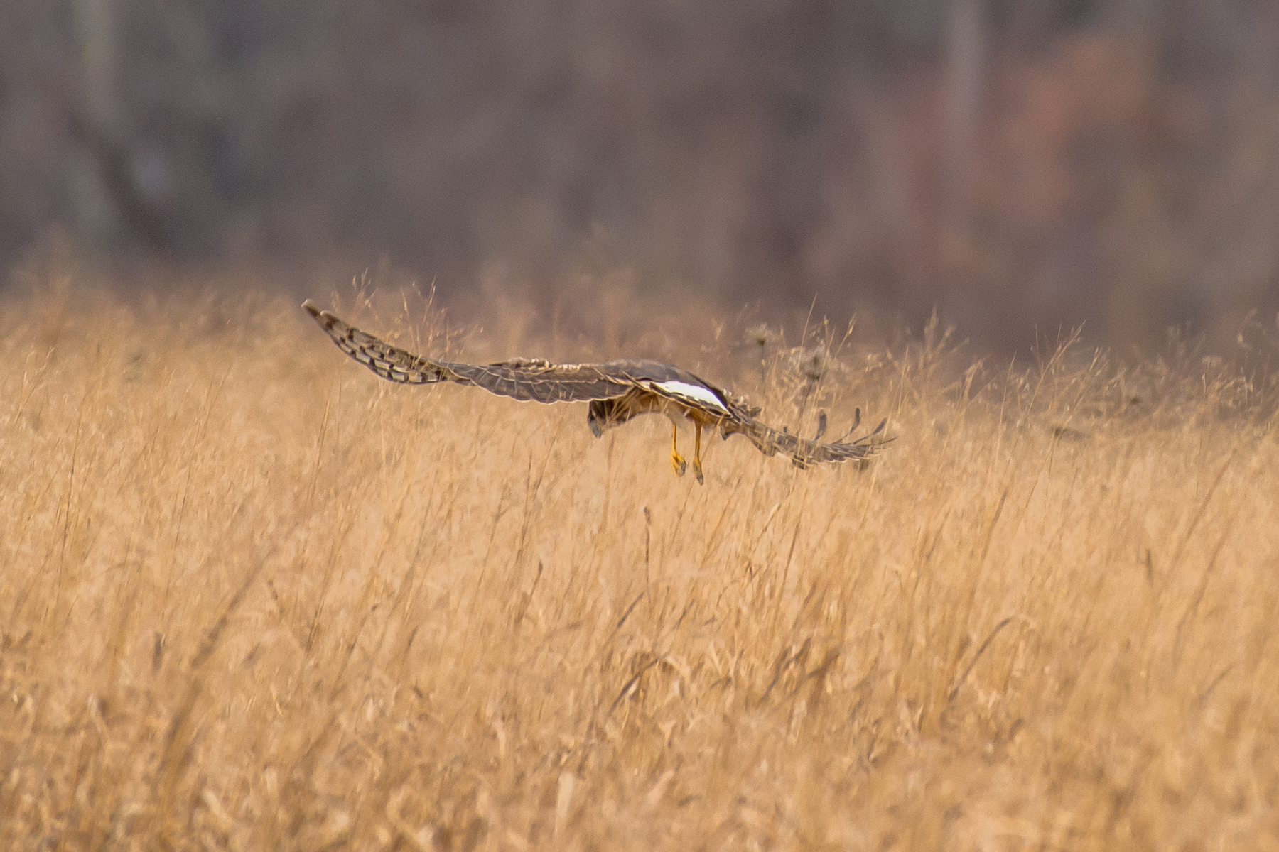Closing in on an unsuspecting mouse.