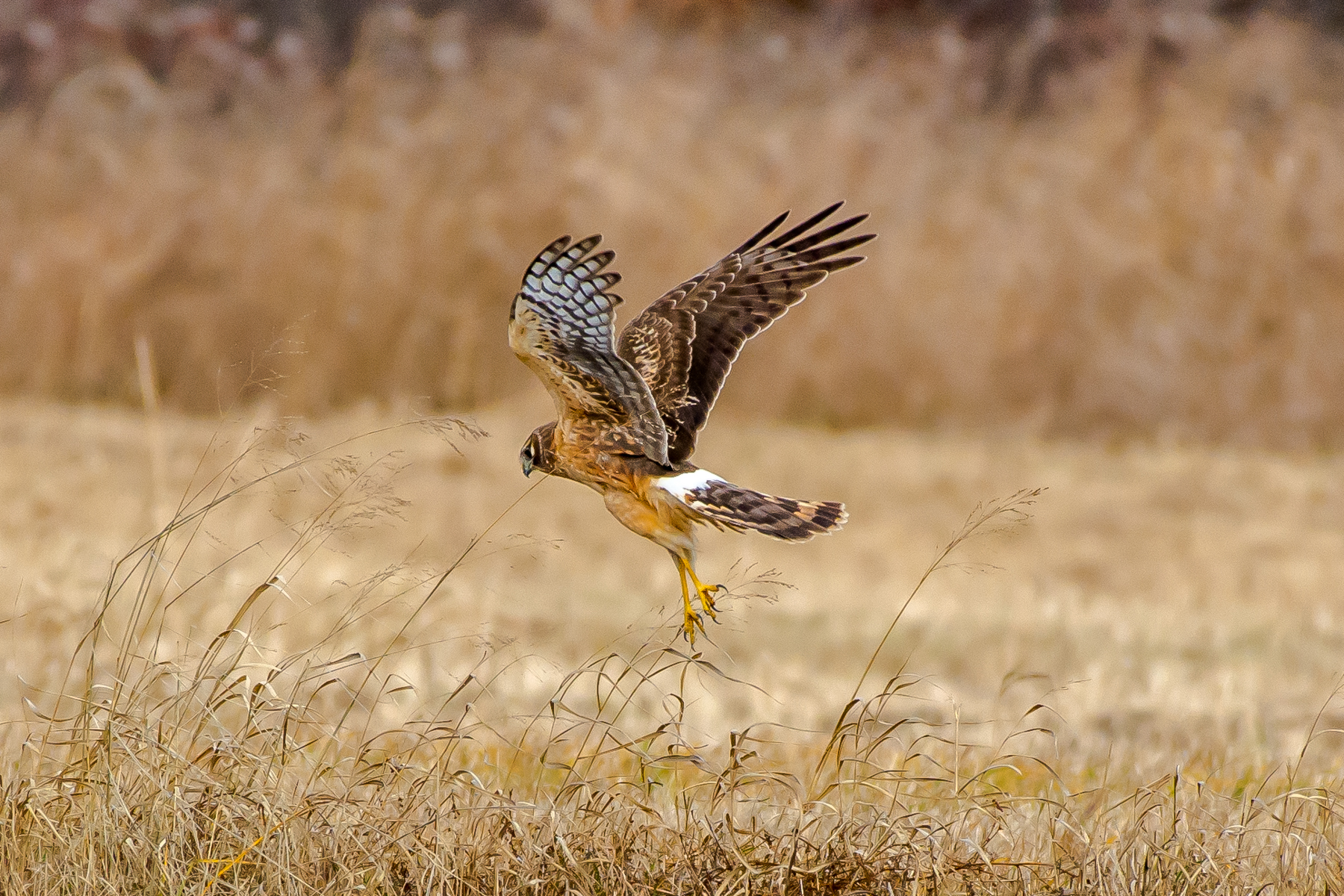 They spend lots of time just flying between ground and 20 feet up looking for small rodents.