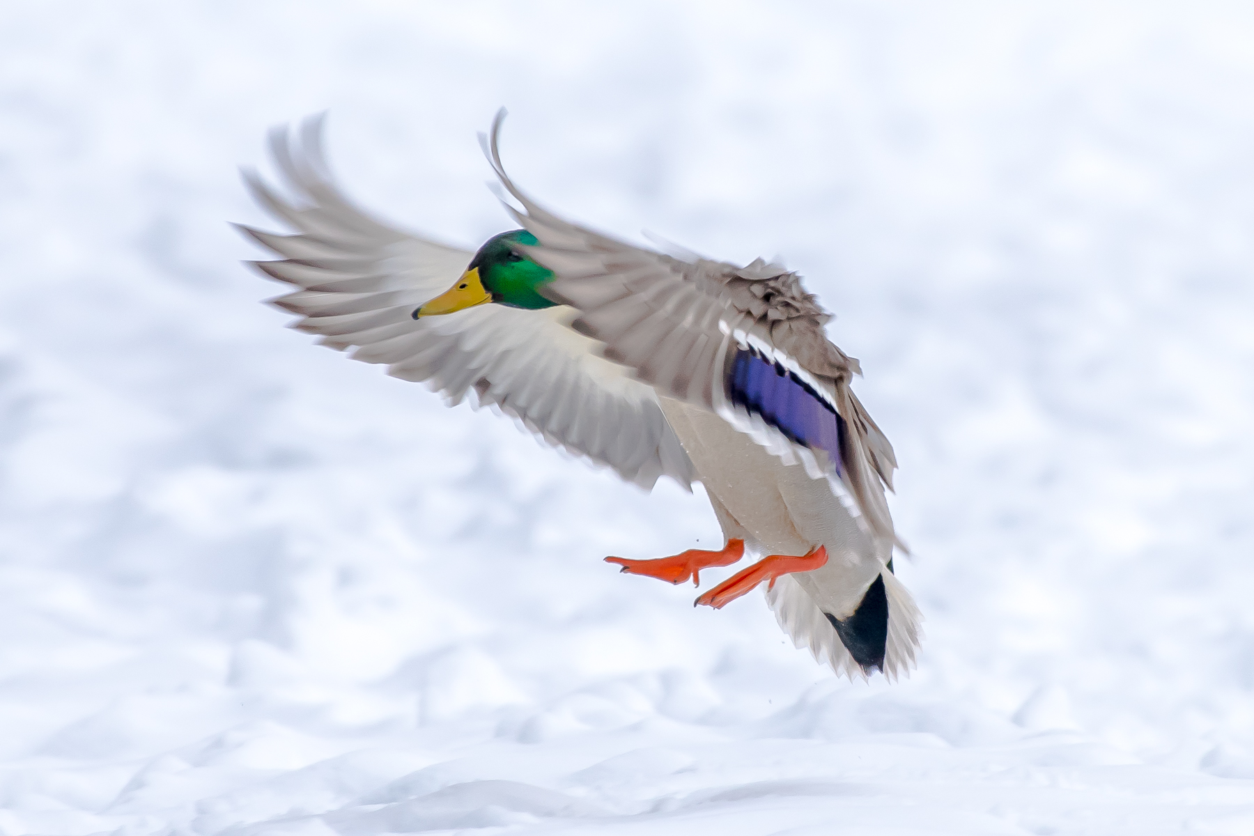 A male mallard duck comes in for a landing along the shore of the Connecticut River in Turners Falls. MA. I think mallards are a real beautiful duck. 2/10/16
