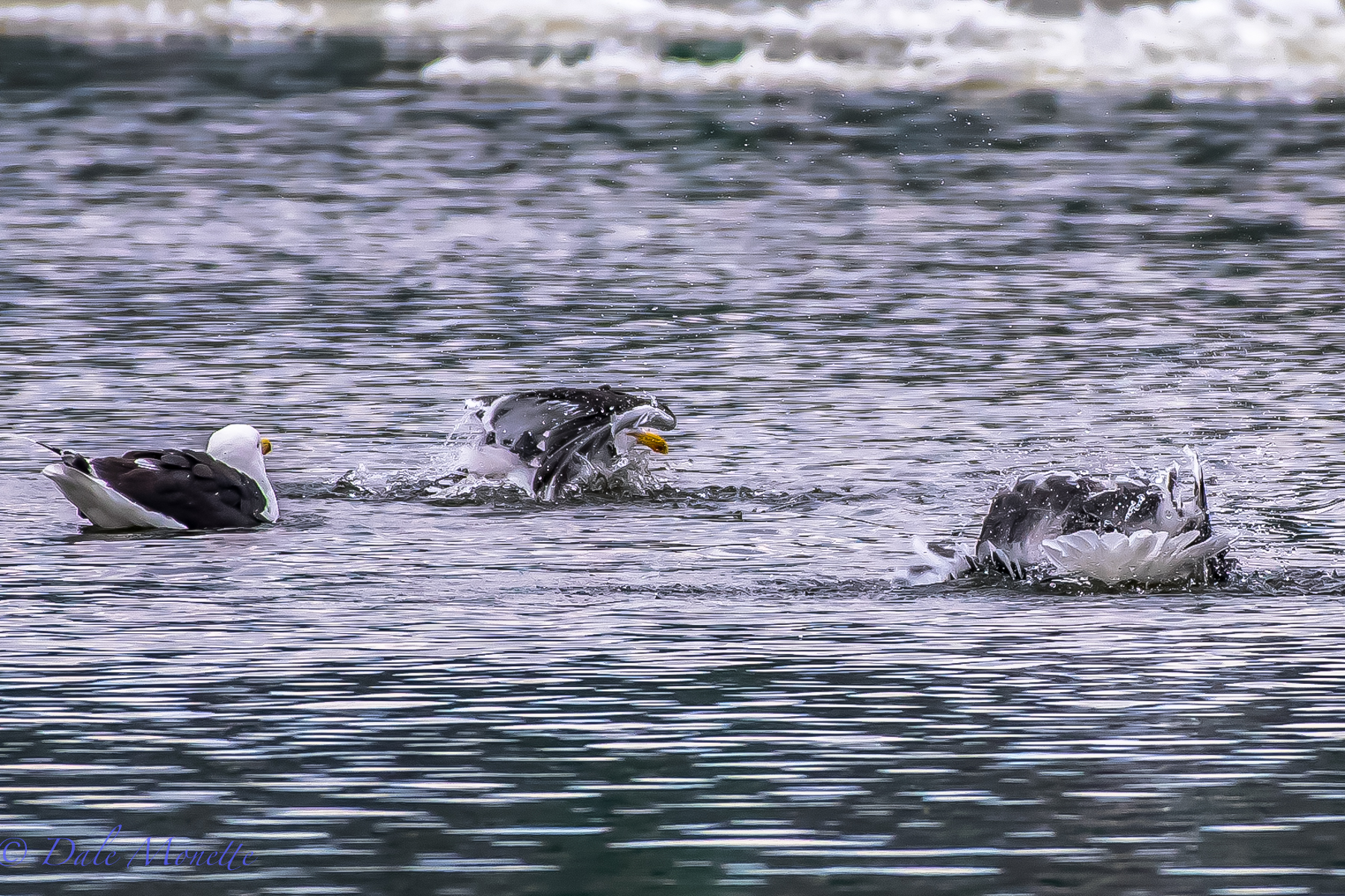 "Stop it ! you'll draw attention to us and make people think greater black back gulls are nuts"