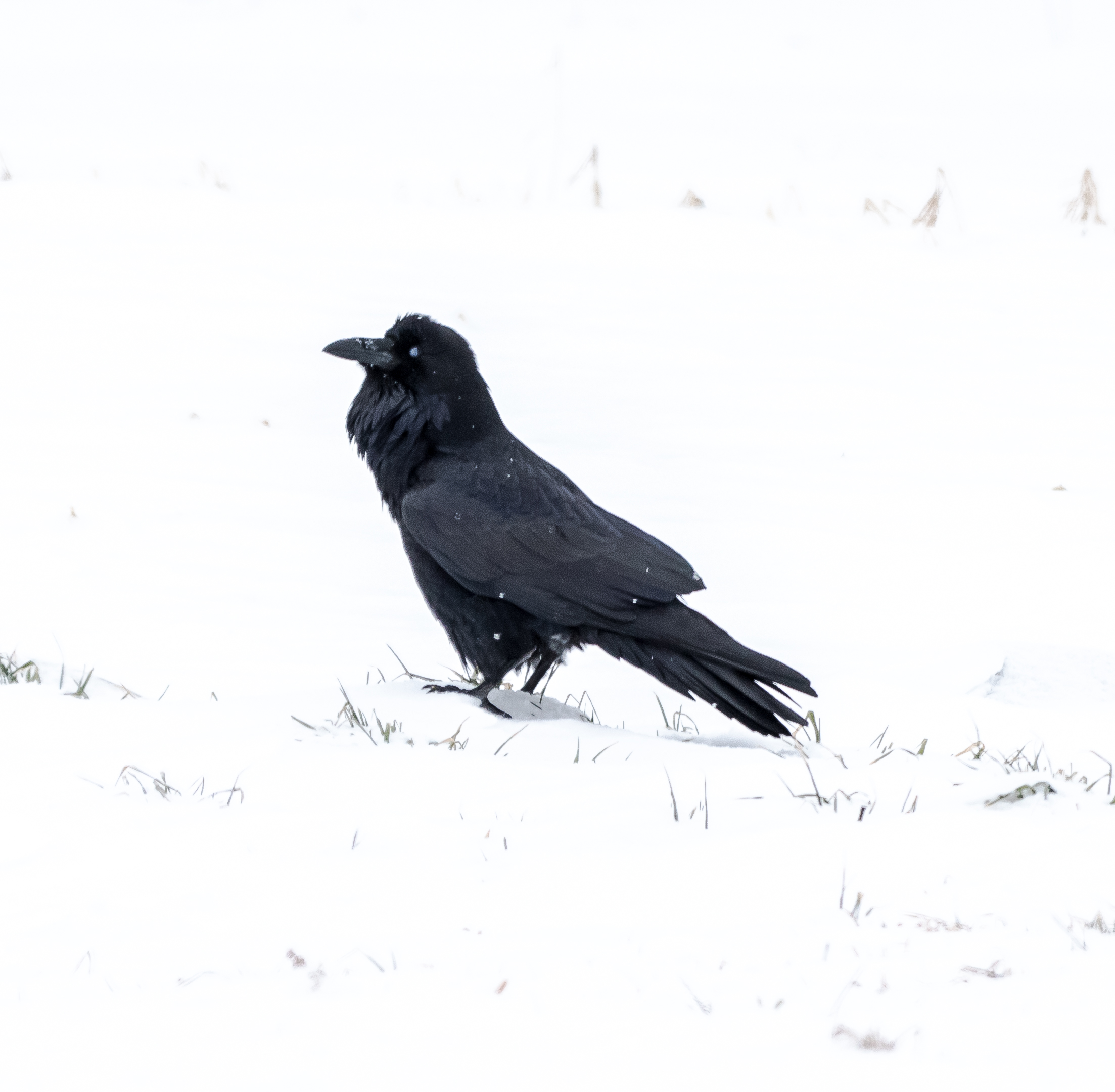 I found this raven on the roadside in Hadley this afternoon in the snow burying a piece of frozen meat he was carrying around in his beak. You can see his nictitating membrane that is a second eyelid that comes in from the side of the eye for protection. It makkes them look blue eyed but protects the eye from snow, dust and rain while still letting them see. 2/15/16