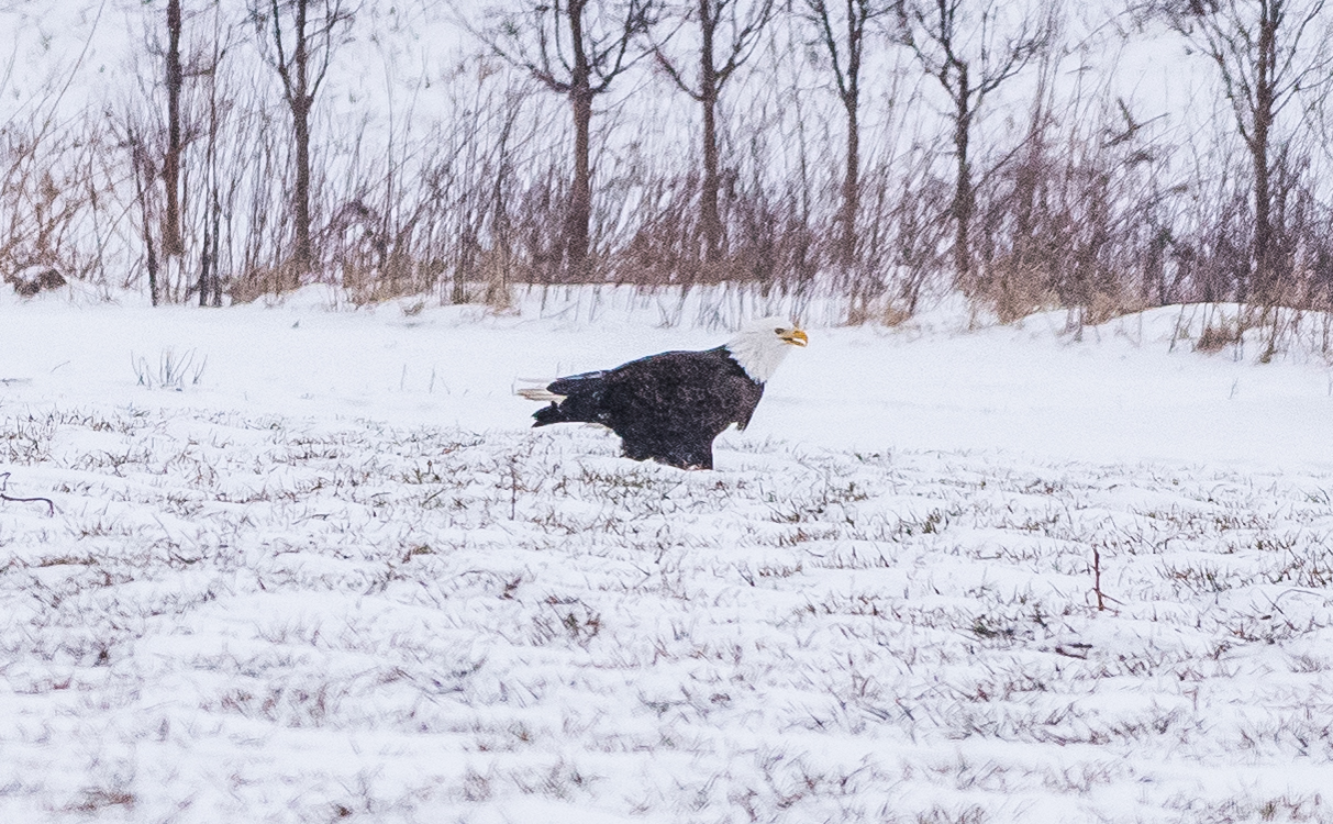   This adult bald eagle was eating the remains of a mouse in a snow storm that a northern harrier had caught about an hour earlier. This was a huge bald eagle !! &nbsp; Hadley MA &nbsp;2/15/16  