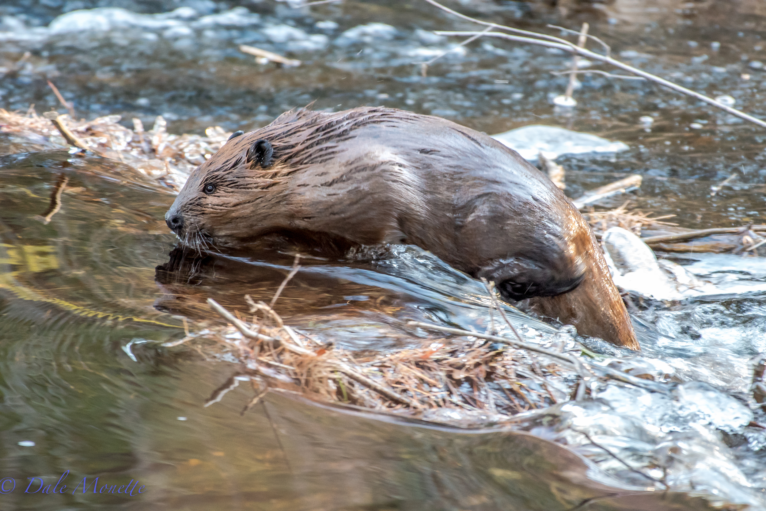   I watched 2 young beavers at Quabbin out in a fast running stream below their pond for about an hour this morning. One decided to head back home and had to swim over 3 smaller dams &nbsp;and by me to get to the main pond behind their big dam. &nbsp