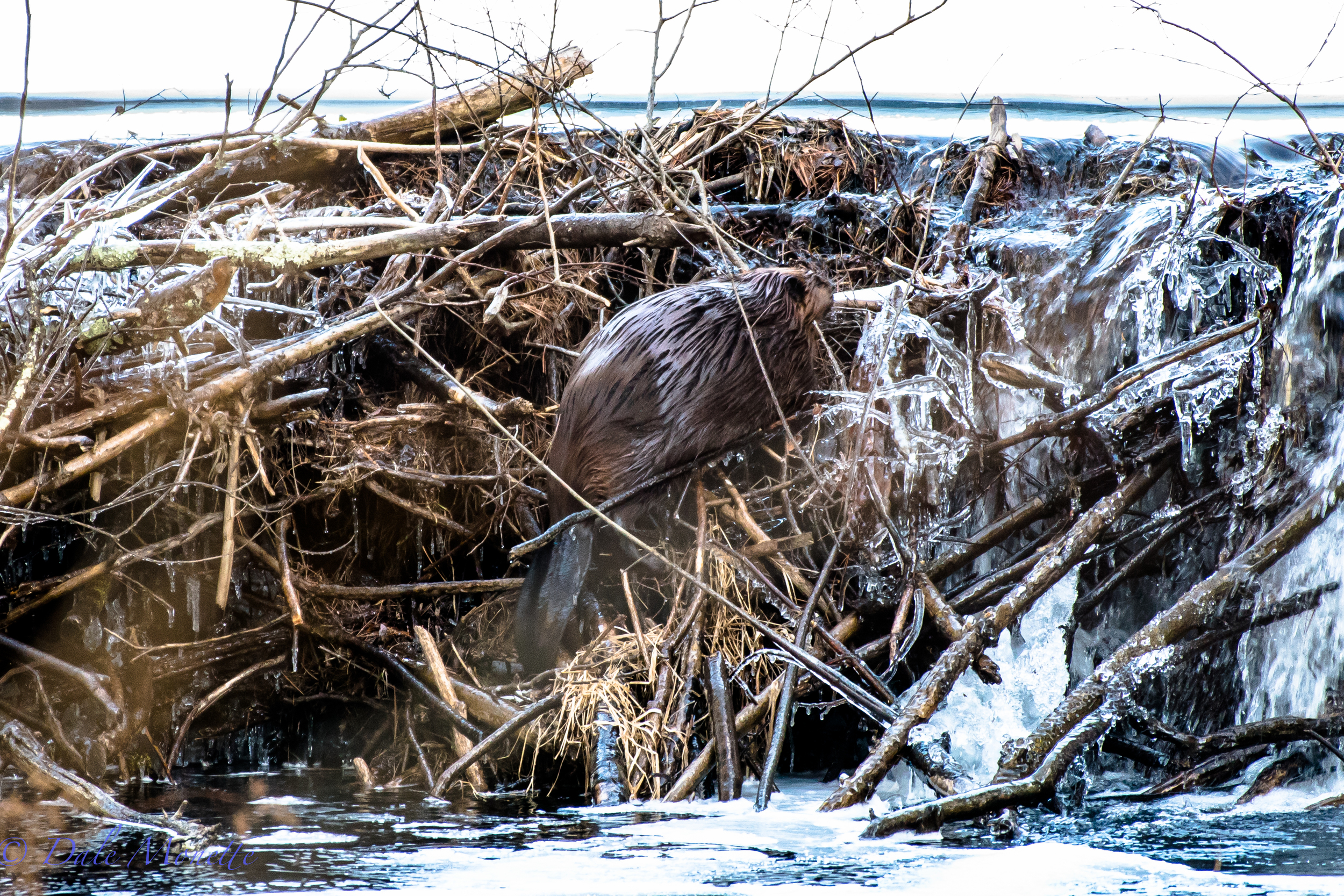   As his journey back to the lodge nears its end he has the main dam to climb over. &nbsp;Its very unusual to see beavers out in the winter but this winter has been very mild with not a lot of ice on their ponds and streams.&nbsp;2/18/16  