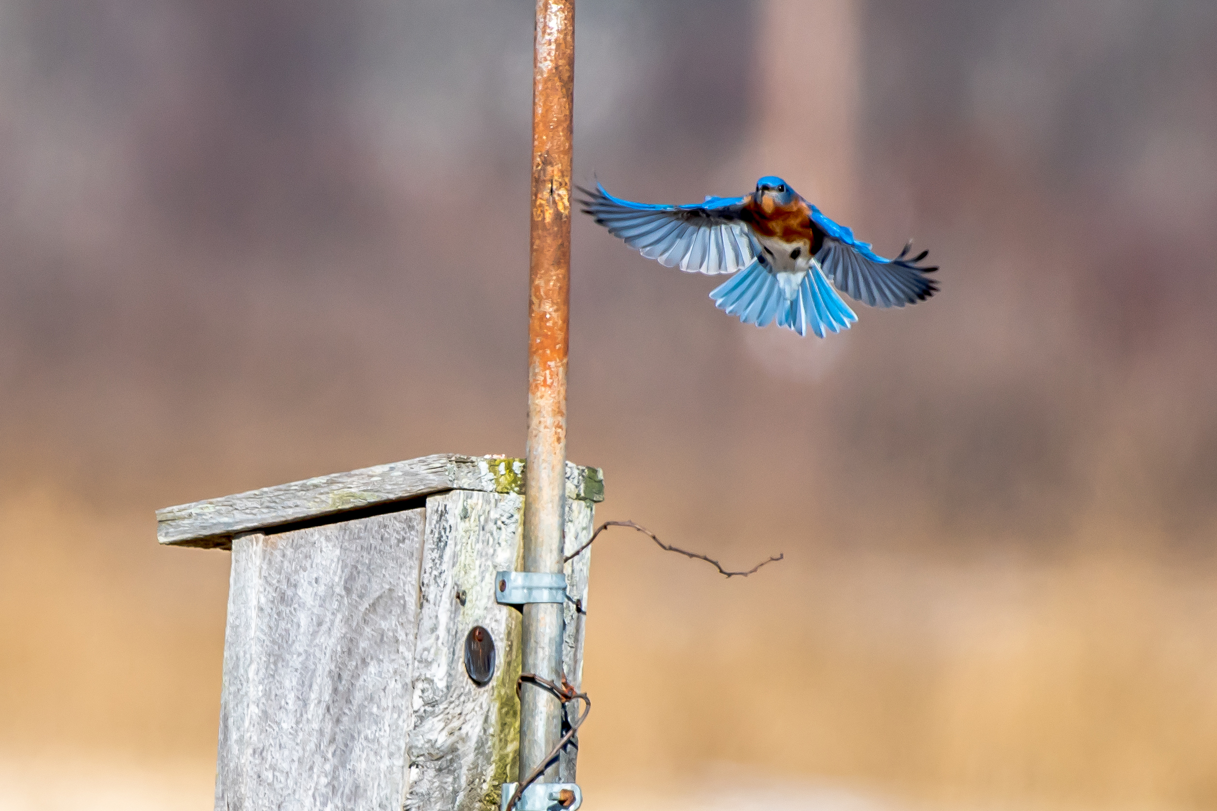   A male bluebird landing on a house he and his mate were looking over today at Arcadia Bird Sanctuary in Easthampton MA. &nbsp;2/19/16  