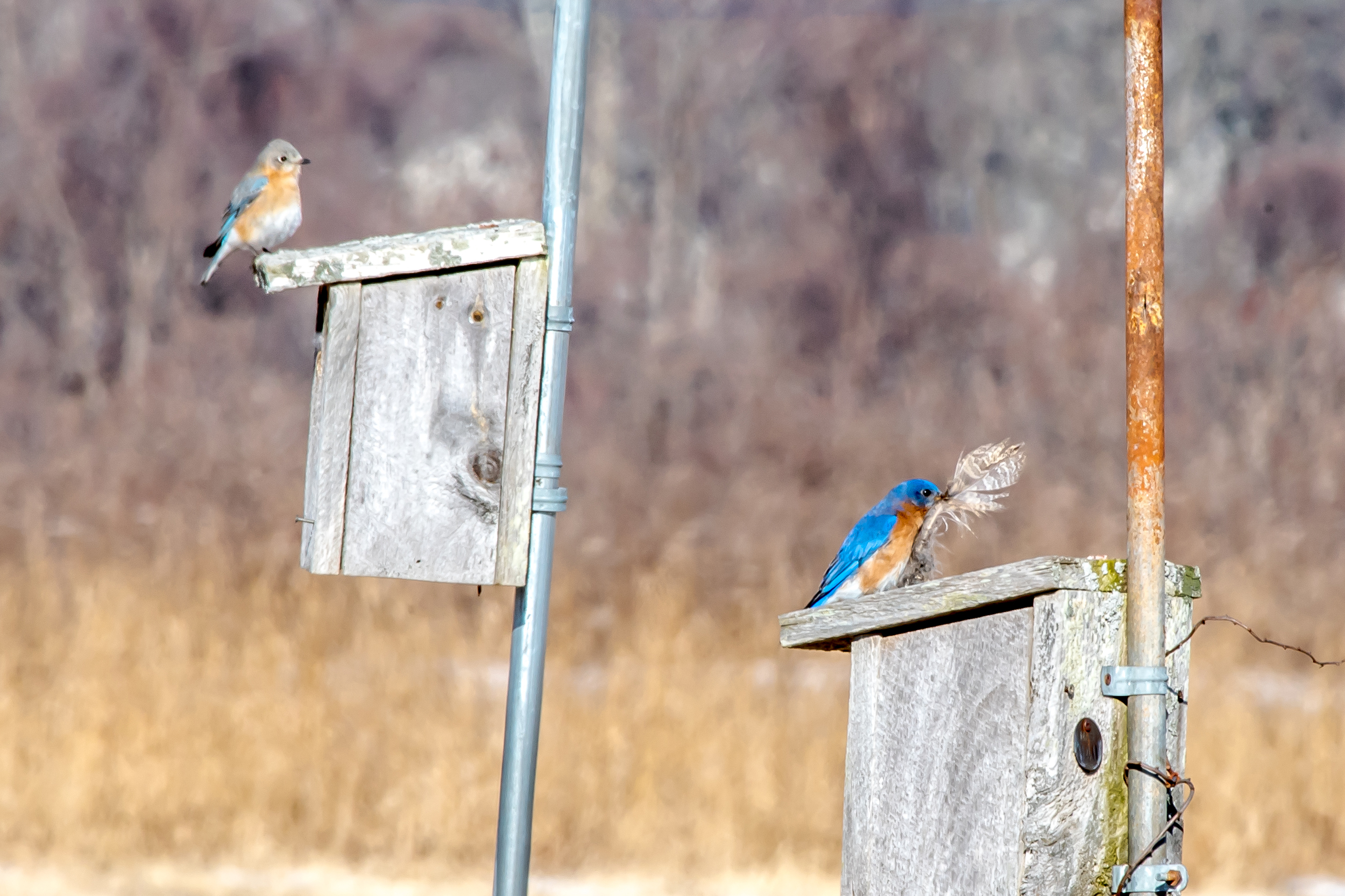 Here is the same male bluebird with a feather trying to decide what house to put it in while his mate watches and wishes he's hurry up and make up his mind. 2/19/16