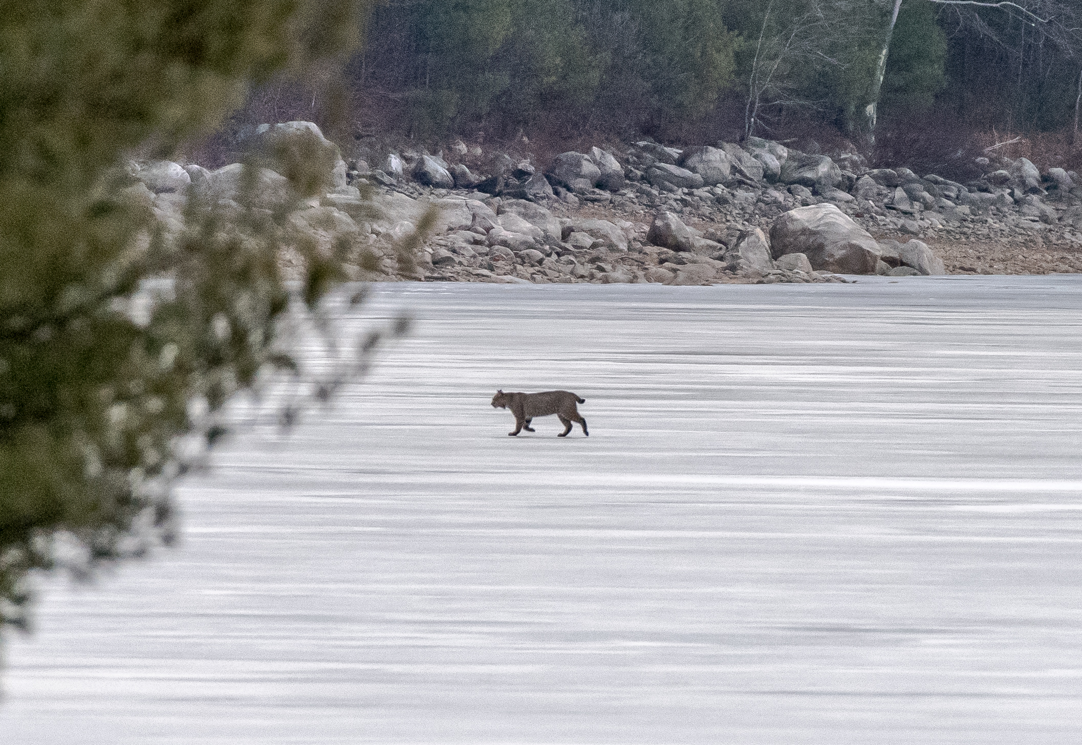   You never know what to expect at Quabbin. &nbsp;As I &nbsp;was about to leave this morning a bobcat walked across the ice in front of me! &nbsp;2/23/16  