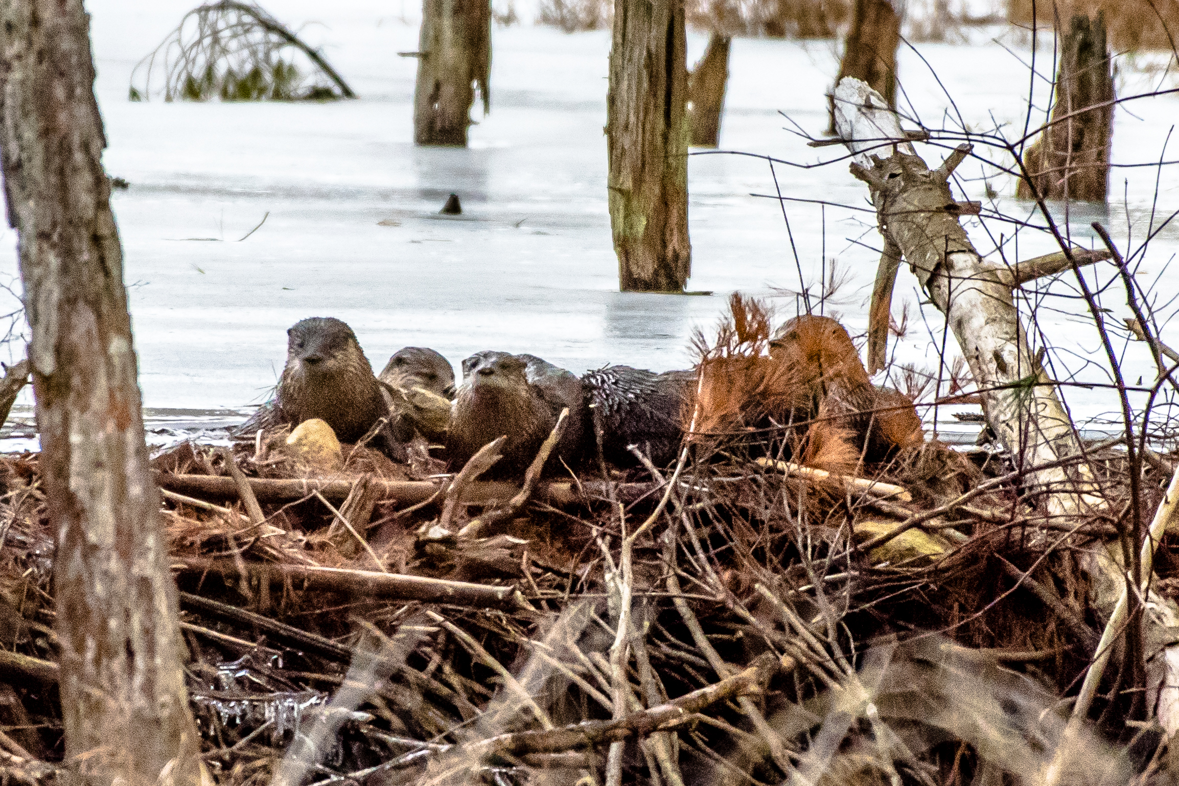   I took a family portrait of 5 river otters early this morning. Its always great fun to watch one or two but there was probably 2 adults and 3 young ones from last spring for a total of 5. What a blast! &nbsp;Did you know rivers otters have 1 millio