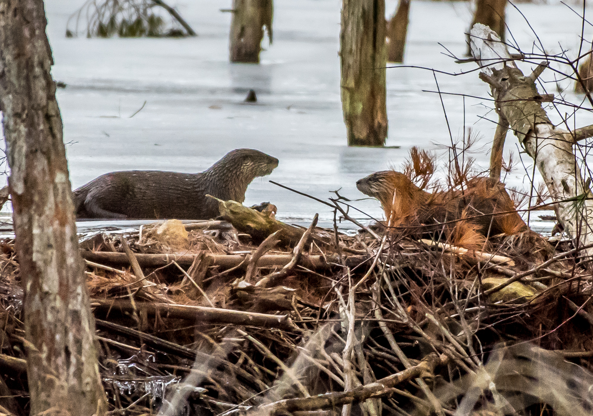 "Hey Fuzzy, have you ever wondered how many tons of fish we eat in a year?"