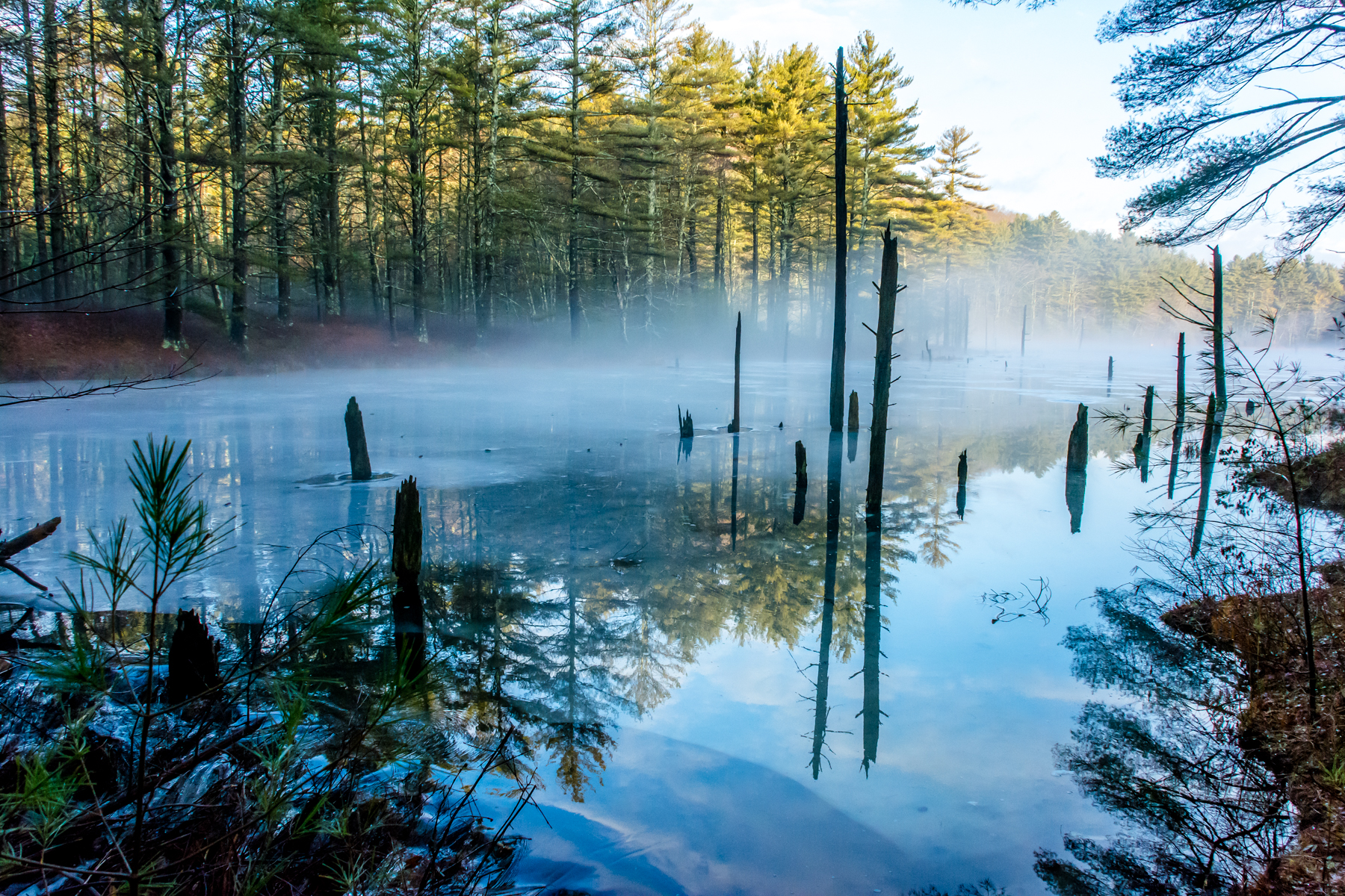   An early morning shot of a beaver pond on the Quabbin watershed after 1.5 inches of rain overnight. The ice is starting to melt! &nbsp;2/25/16  