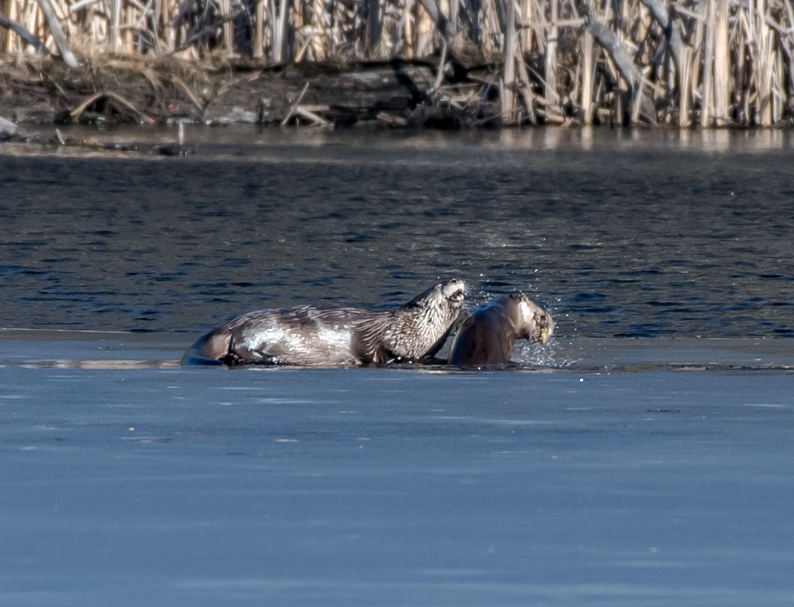   I spotted these two river otters feeding on fish early this morning in one of my favorite ponds. &nbsp;As I was watching one up popped the other with a fish and shook it very vigorously ...... 2/26/16  