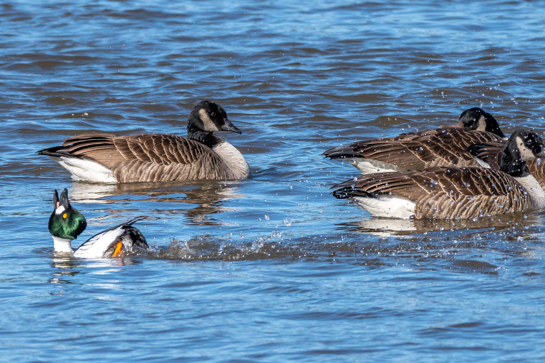   This golden eye duck seems to have something to say to these Canada geese on the CT. River this afternoon. This is probably the equivalent to kicking sand in the bigger guys faces! &nbsp;2/26/16  