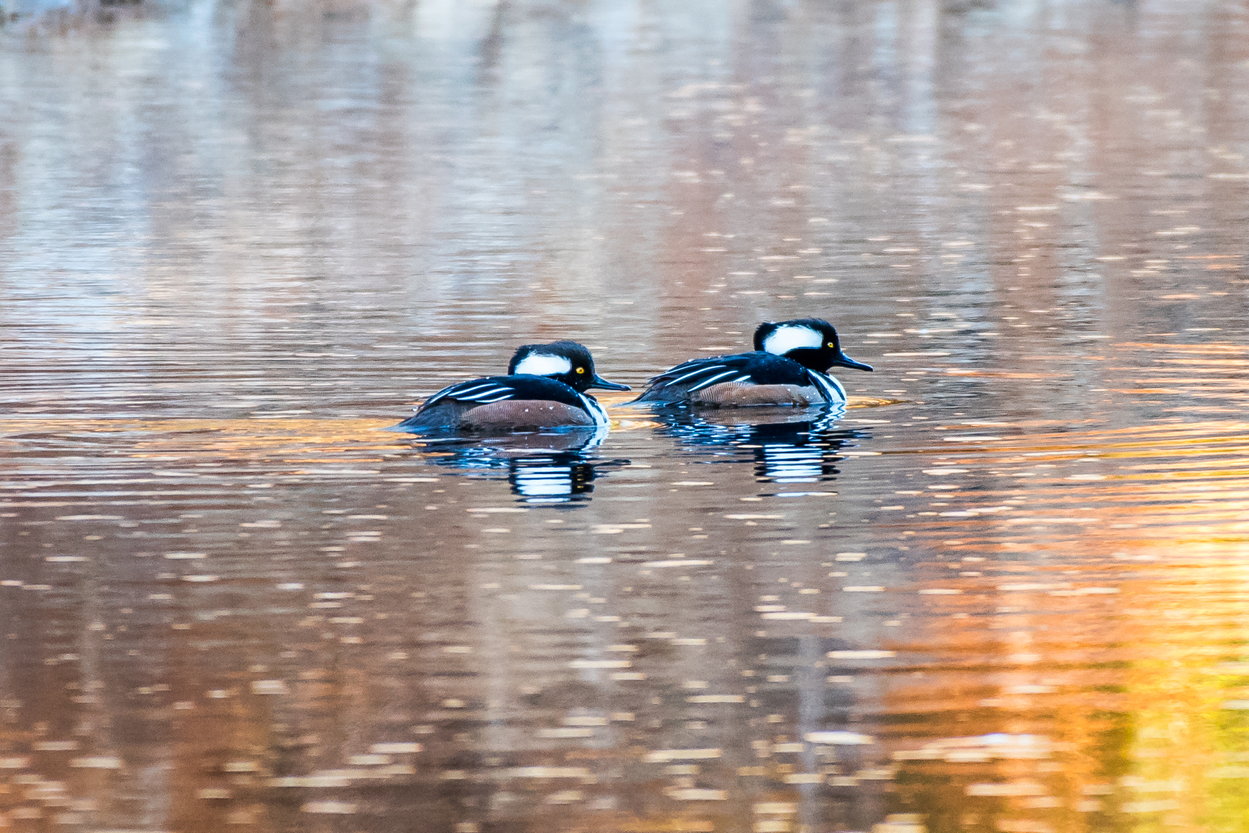   A pair of hooded mergansers putt along in the Quabbin between fishing and preening in the early morning sun. &nbsp;2/27/16  