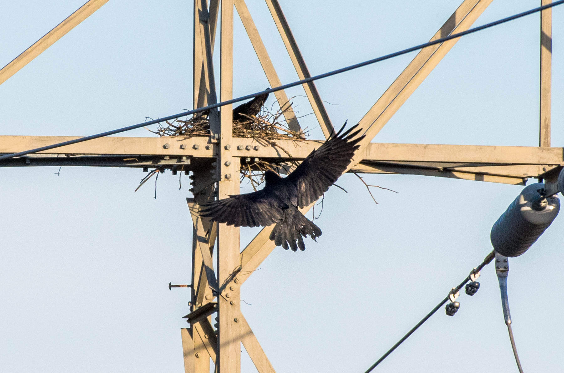   The ravens have started nesting at the Quabbin. &nbsp;Here is the female in the nest adjusting the sticks and the male coming up with another stick. &nbsp;He looks like his tail feathers have seen better days! &nbsp;2/29/16  