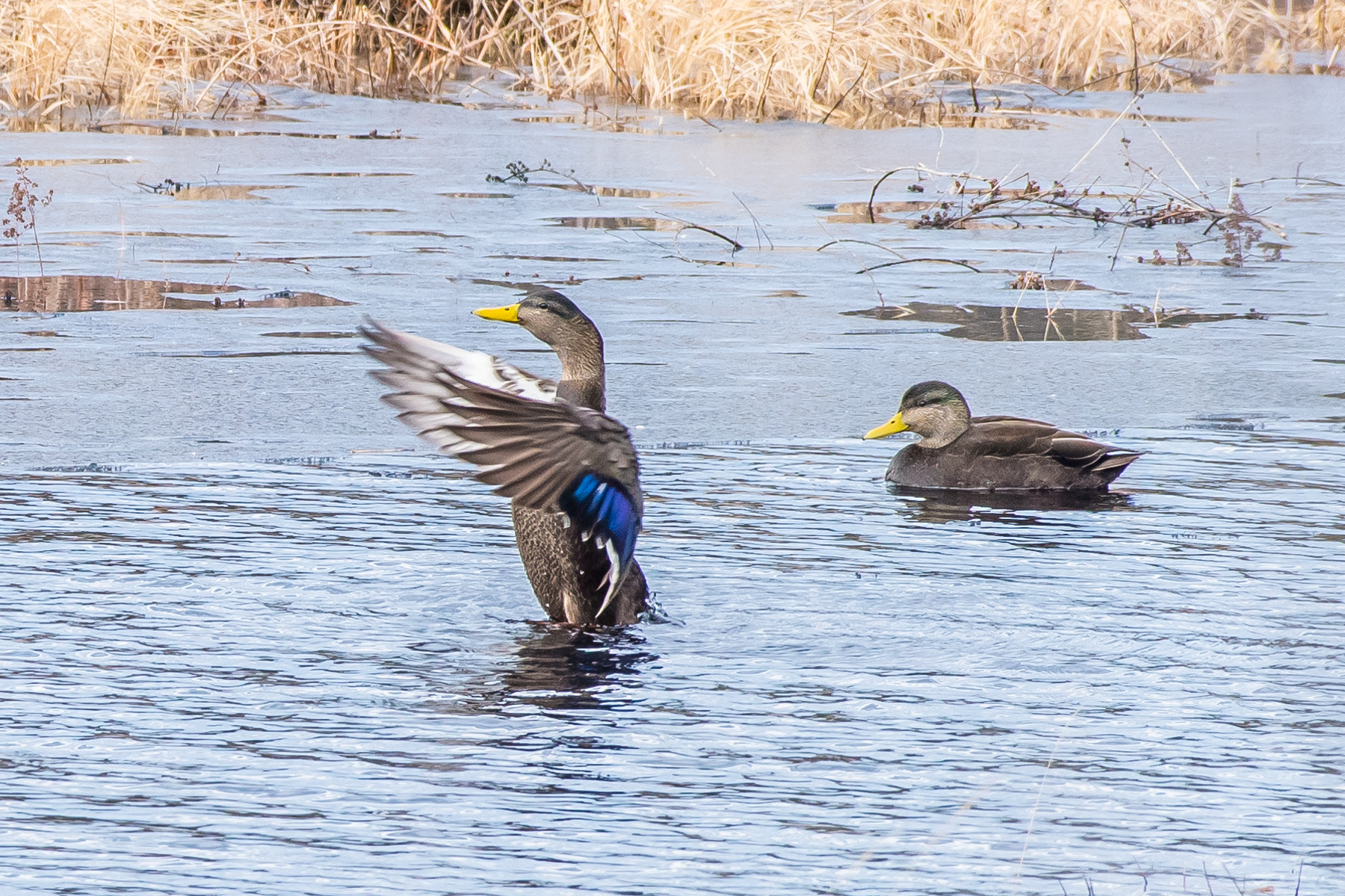   A pair of black ducks on one of the finally opened ice free beaver ponds in the Quabbin watershed. &nbsp;2/29/16  