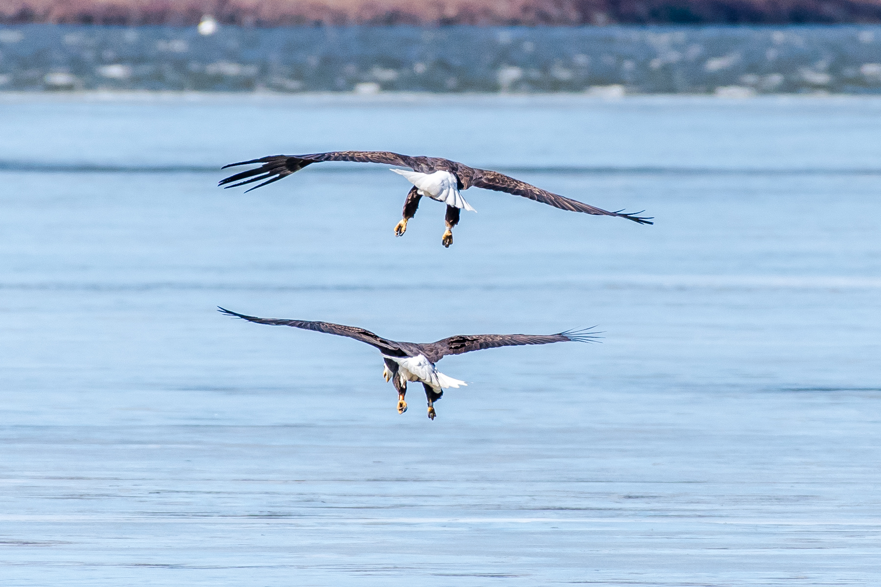   I was in Bartons Cove on the CT River this morning and this pair of eagles dropped in to say hi to me, at least thats what I thought. &nbsp;They then proceeded to do X rated things on the ice !! &nbsp;Eggs soon ! &nbsp;3/2/16  