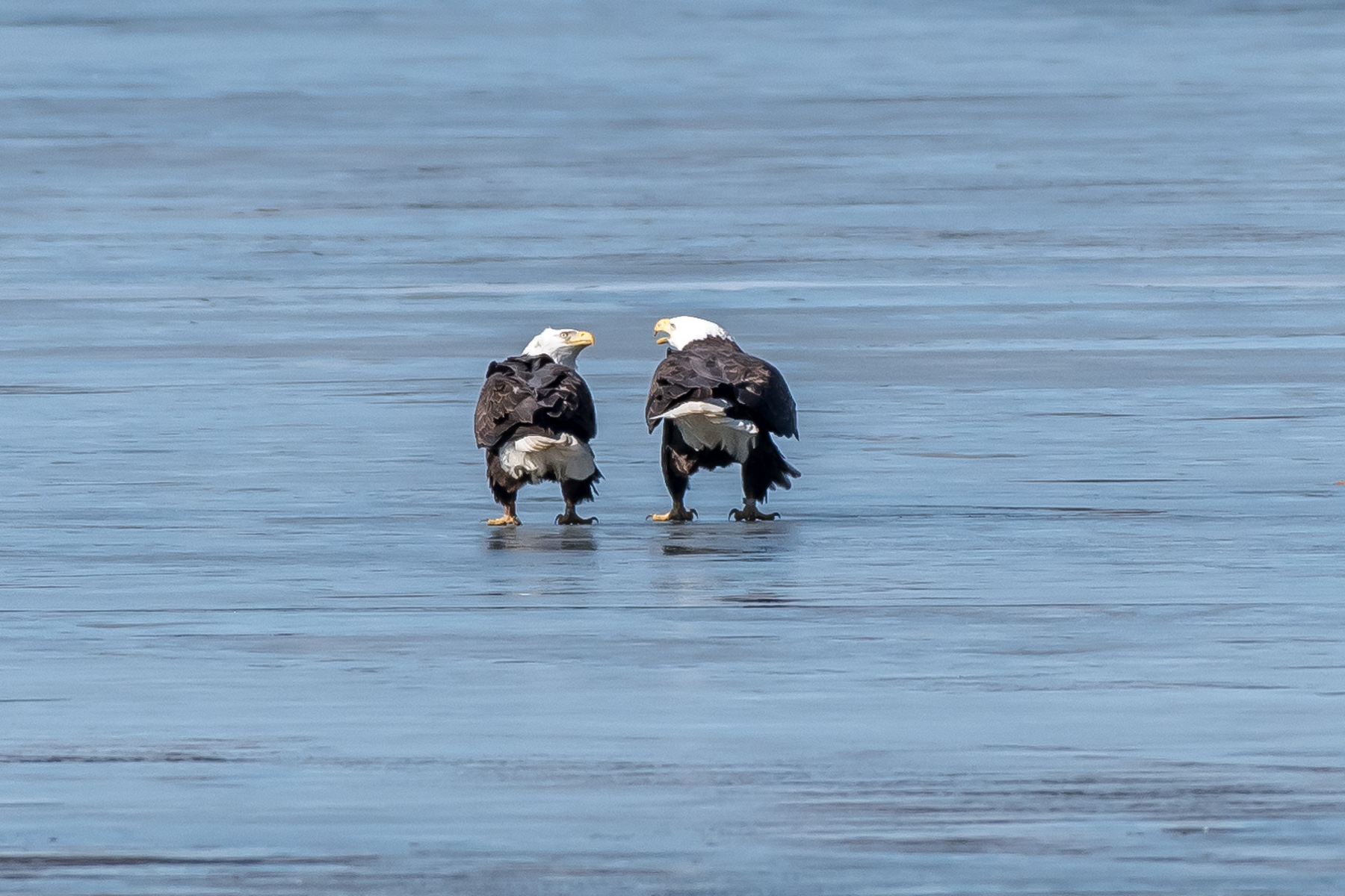 These two eagles were discussing how many kids they wanted! Barton's Cove, Turners Fall on the Connecticut River. The male is on the left. As in all birds of prey the males are smaller than the females. 3/2/16