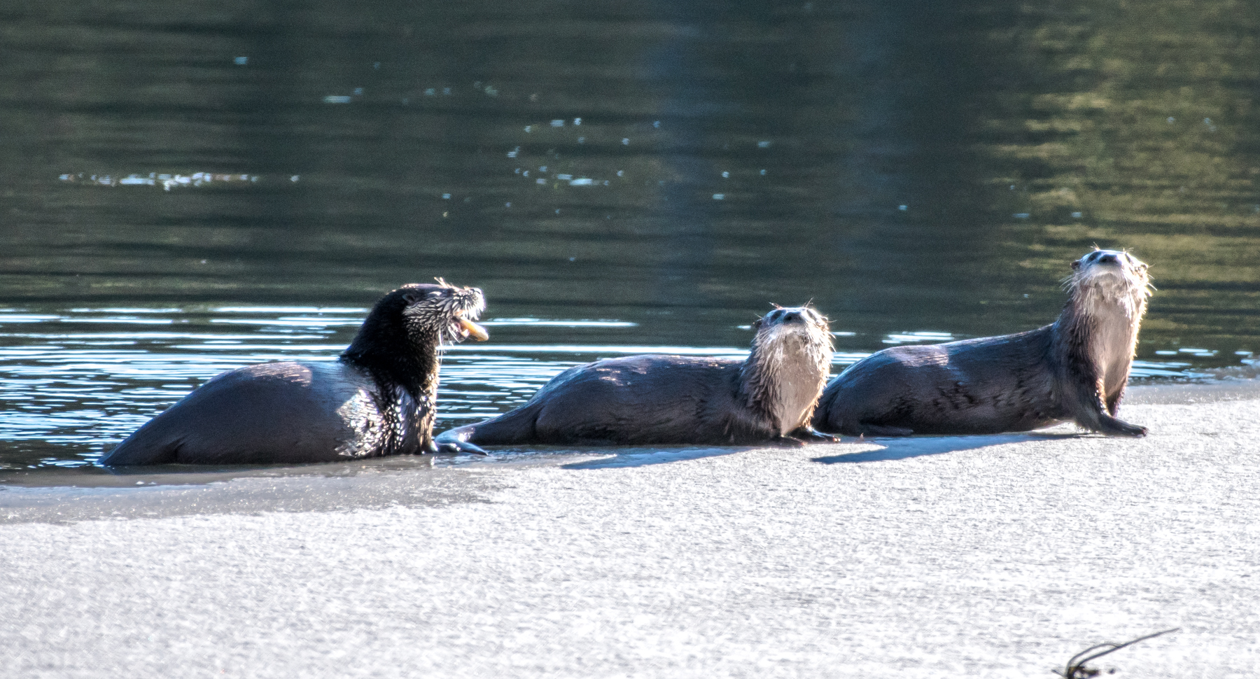 I stumbled upon 3 more otters out fishing and playing this morning.
