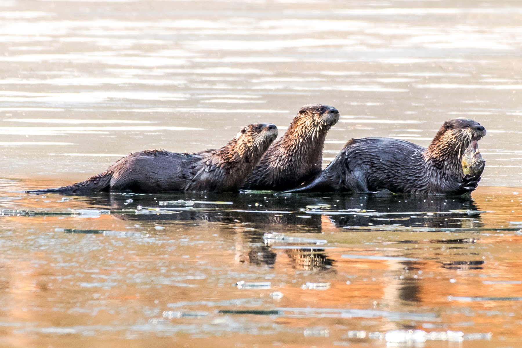   I couldn't resist seeing if the otters were back this morning and they were arriving just as I &nbsp;was !! . &nbsp;I had a one hour and thirty minute show this morning ! &nbsp;  