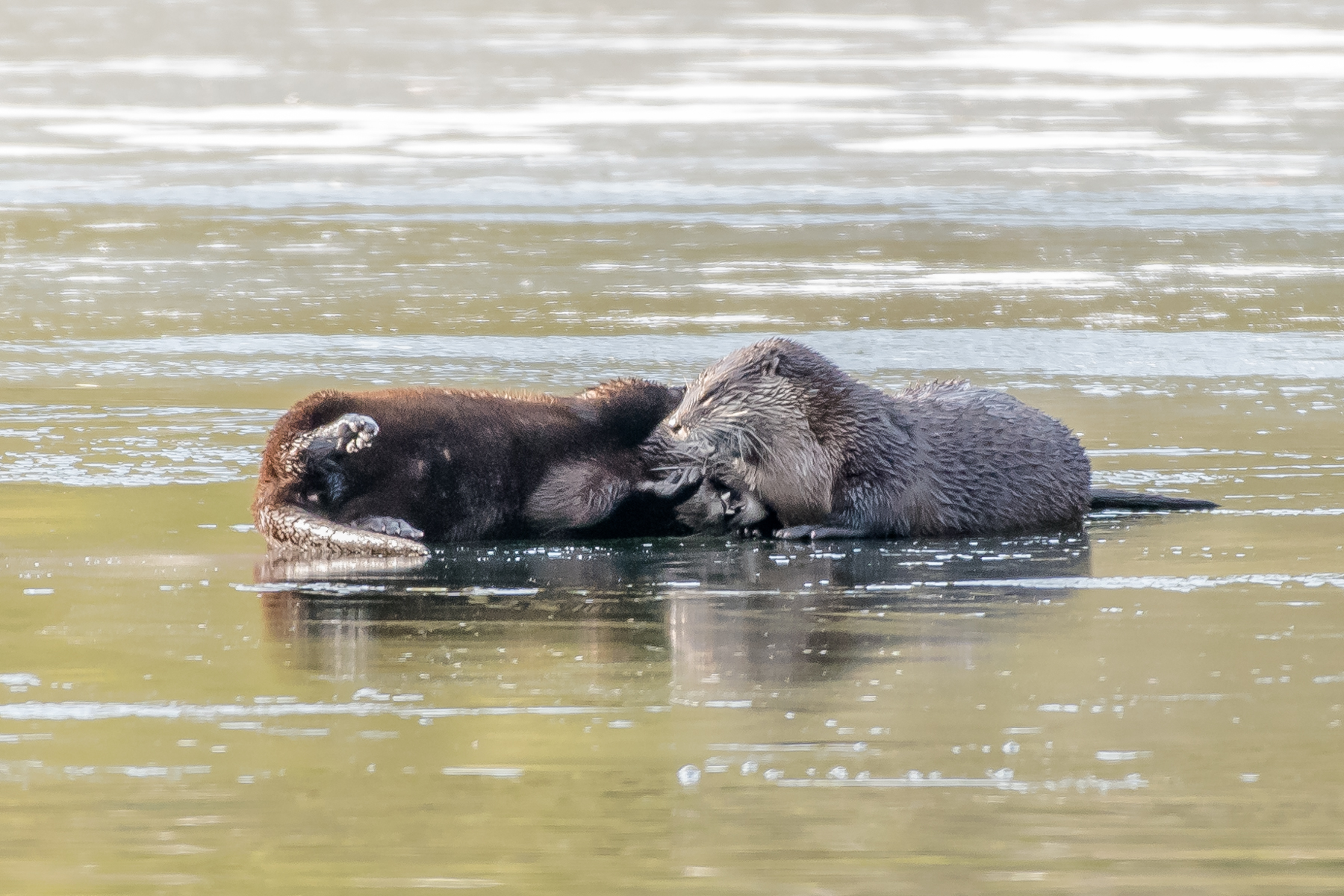   Nothin like a "good ole wrasslin match" with a family member on the ice during breakfast. &nbsp;Notice the mouth full of teeth just below the otter on the right's neck ! &nbsp;  