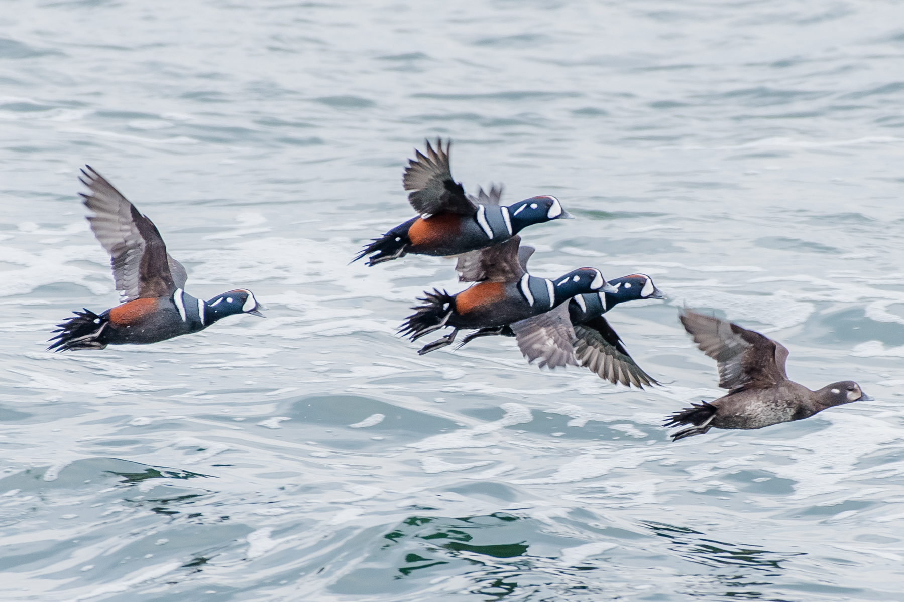  Harlequin ducks. &nbsp;These little speedsters come down from the great white north to spend the winters along the New England coast. &nbsp;This was taken in Ogunquit Maine today, &nbsp;3/7/16. &nbsp;You gotta love these little beauties. Four males