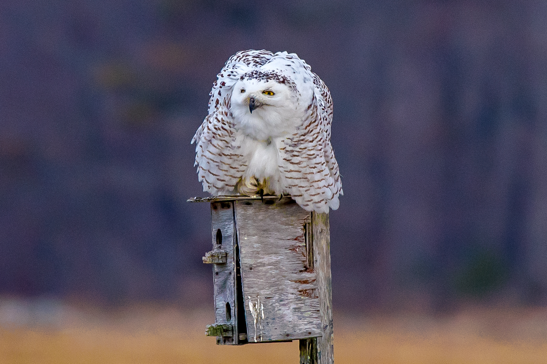 A snowy owl sitting on a bird house along the New Hampshire coast. These owls will be heading back north soon. 3/7/16