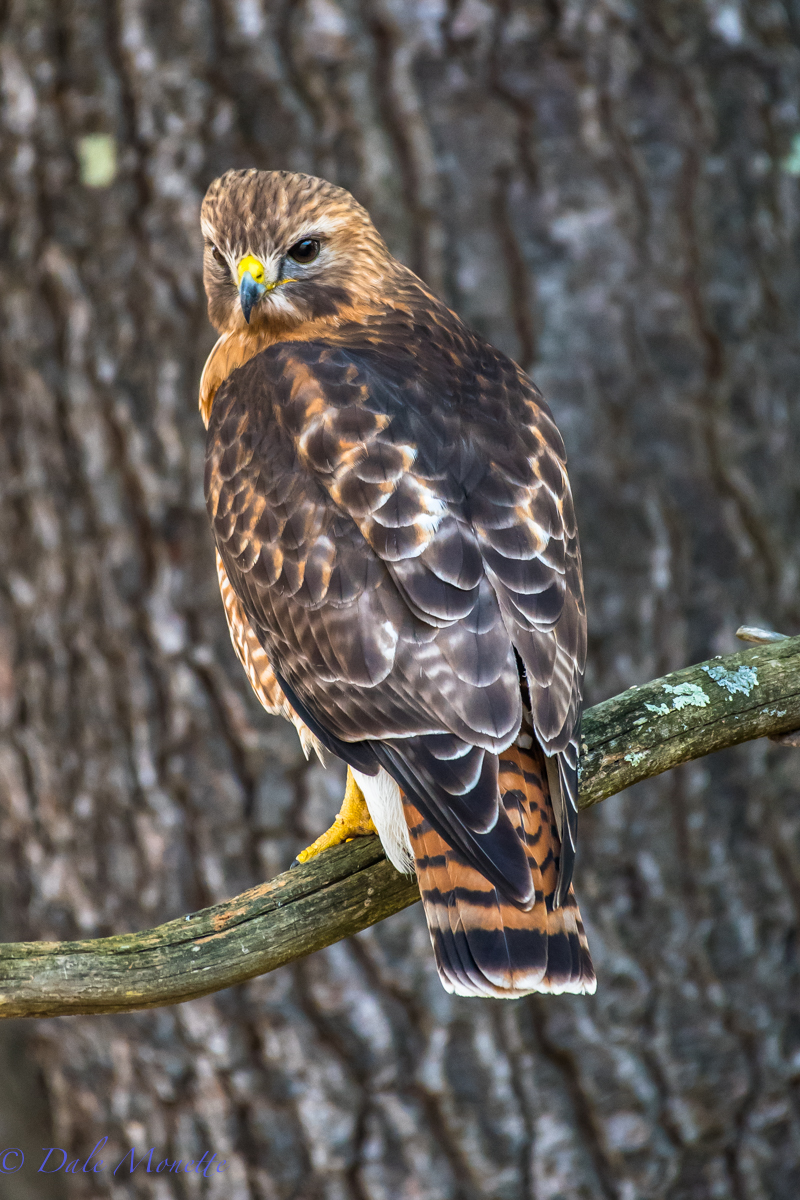 This beautiful hawk is a hybrid between a red tail hawk and a red shouldered hawk and is a male. It has mated with a female red tailed hawk for the last 3 or 4 years on the same territory in central Massachusetts. 3/8/16