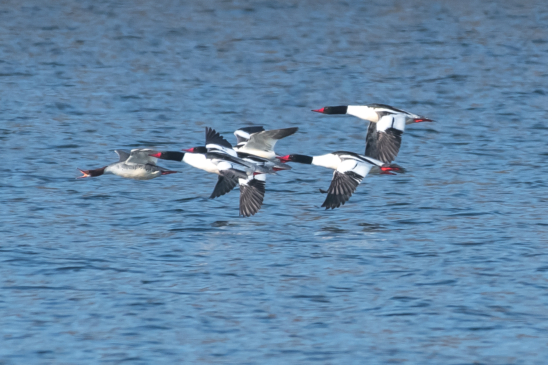   Common mergansers are everywhere right now during migration at Quabbin. The males are bright white with green heads an orange beaks. &nbsp;Here is a flock flying along being lead by a female merganser who is cheering them on as they fly. &nbsp;3/10