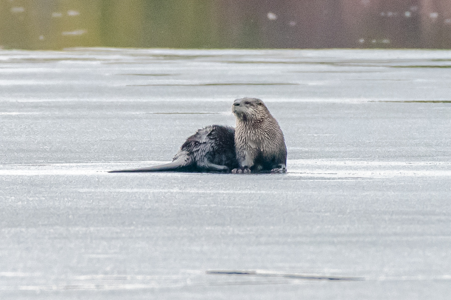 River Otters