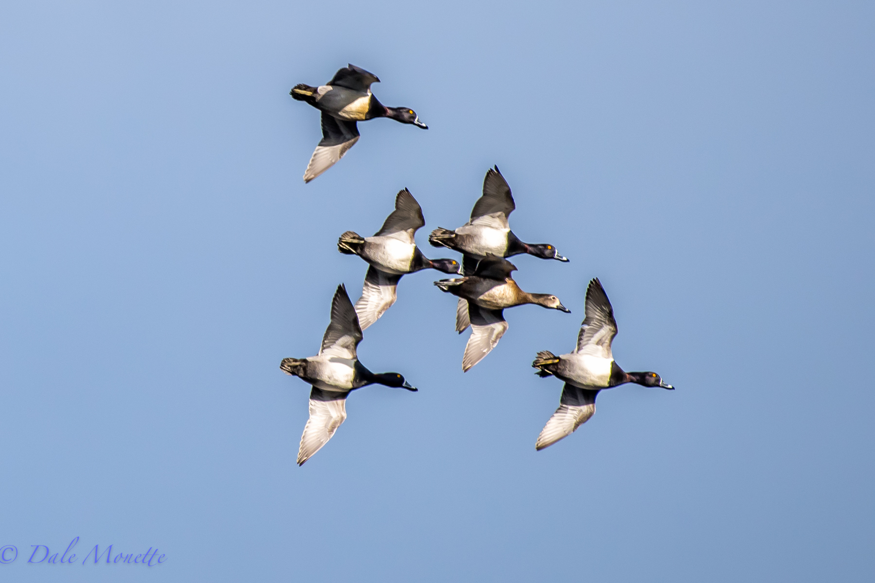   "Look, up in the air, Its the Navy's Blue" .... err &nbsp;ring necked ducks! &nbsp;They are all over the place this morning. &nbsp;They are very common during migration both in the spring and fall, but do not nest here. &nbsp;In this photo you can 