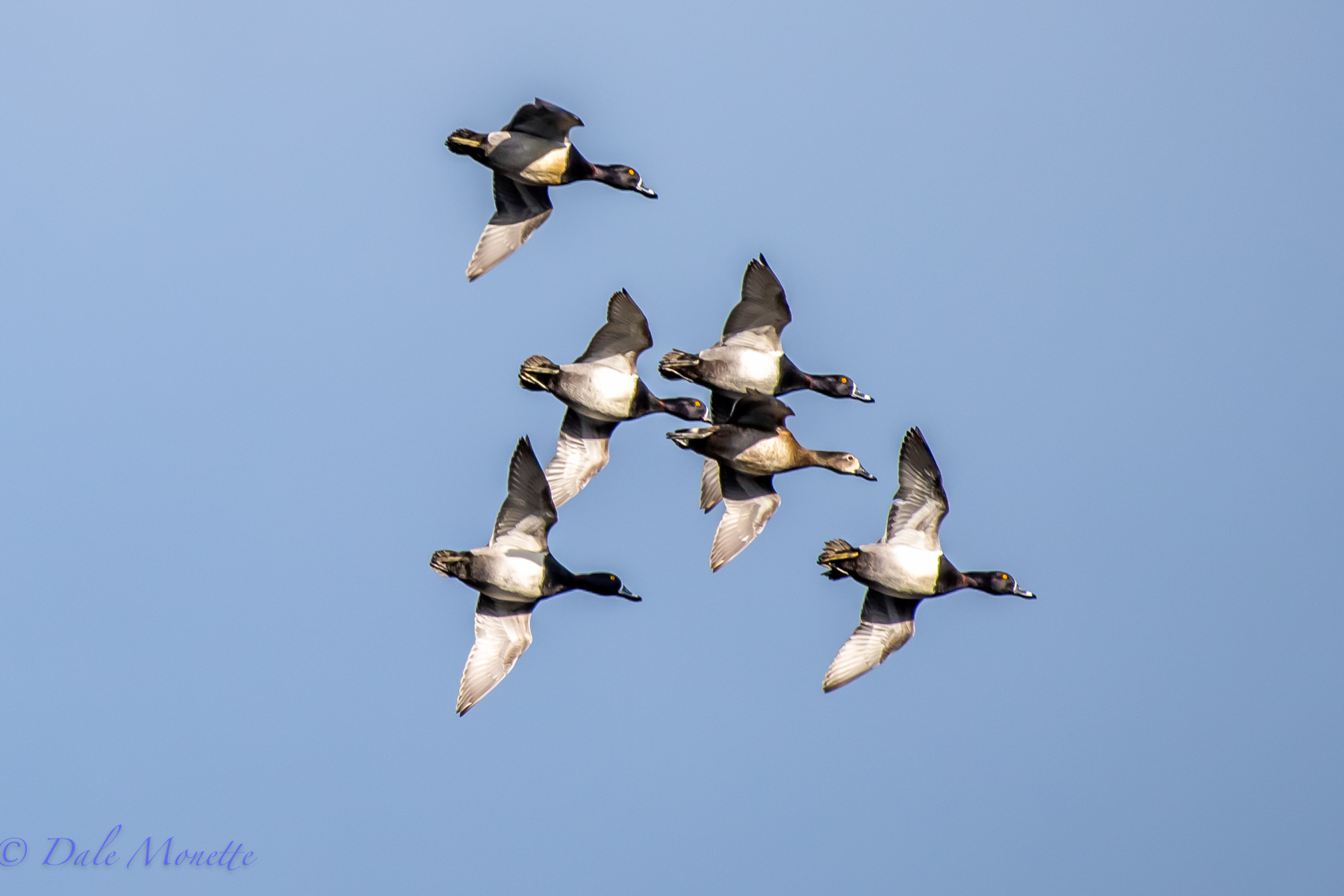 "Look, up in the air, Its the Navy's Blue" .... err ring necked ducks! They are all over the place this morning. They are very common during migration both in the spring and fall, but do not nest here. In this photo you can see the ring around their neck you very seldom see. 3/11/16