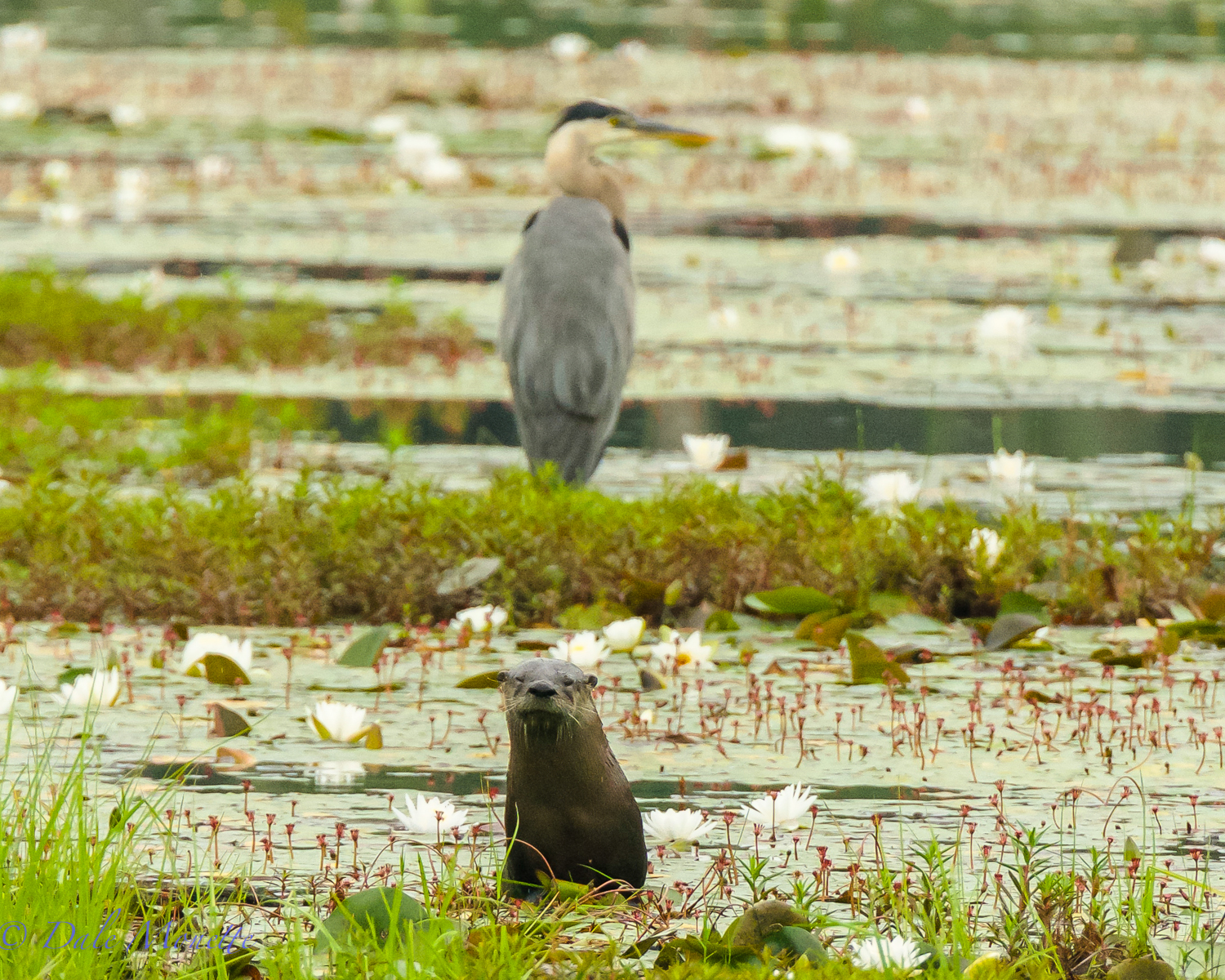 As I was watching this heron sitting on a mud and weedy patch in a swamp this otter popped up right in my viewfinder of the camera as I was looking at the heron !! That will NEVER happen again to me.