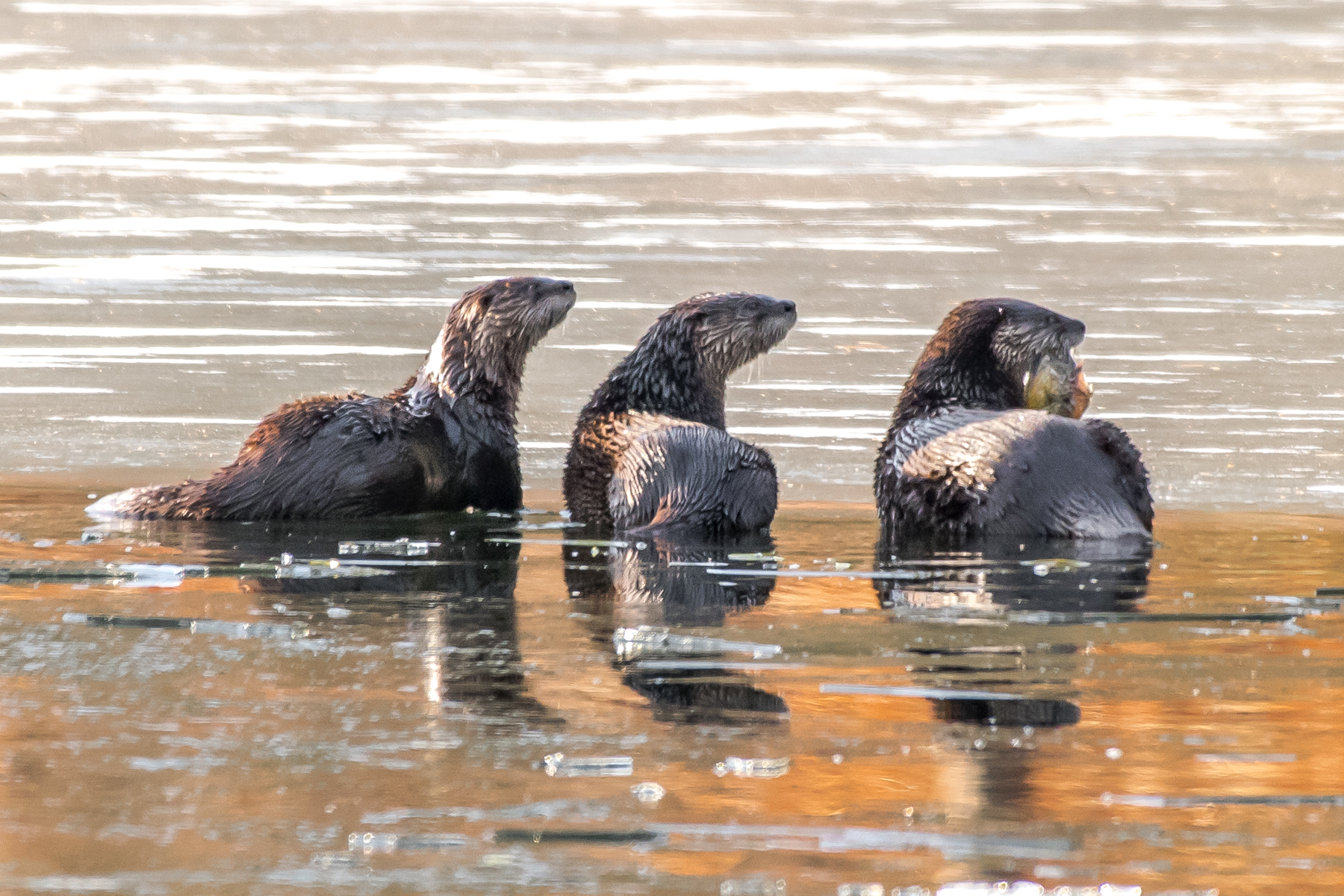 Something caught the attention of these three otters on the ice and even stopped one from eating his fish at Lake Mattawa in Orange, MA.